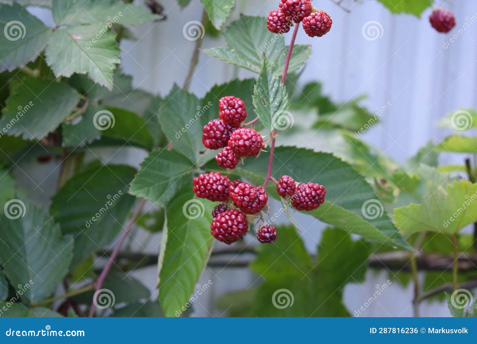 Red blackberries stock photo. Image of table, decoration 287816236