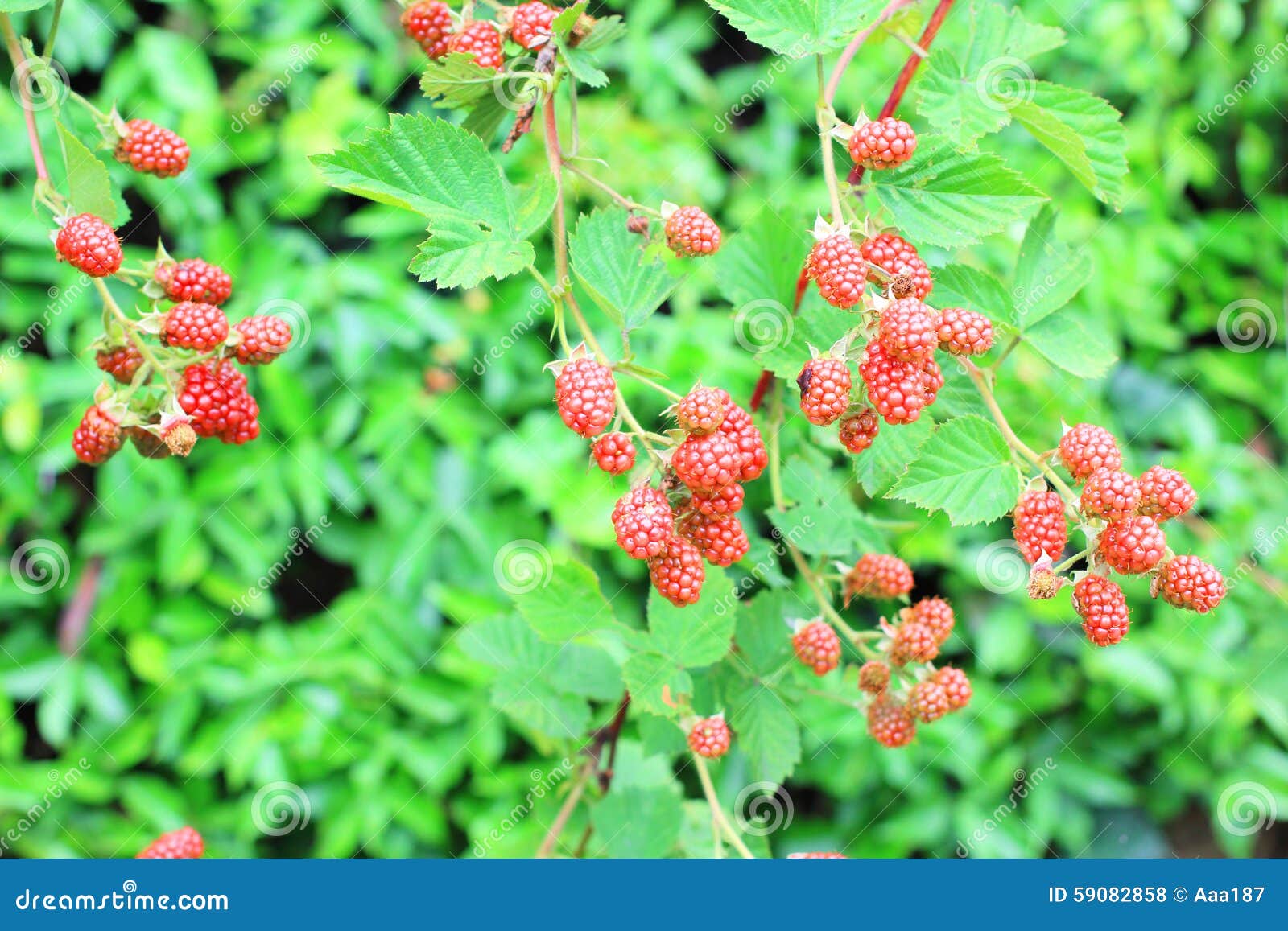 Red Blackberry stock photo. Image of growth, black, green 59082858