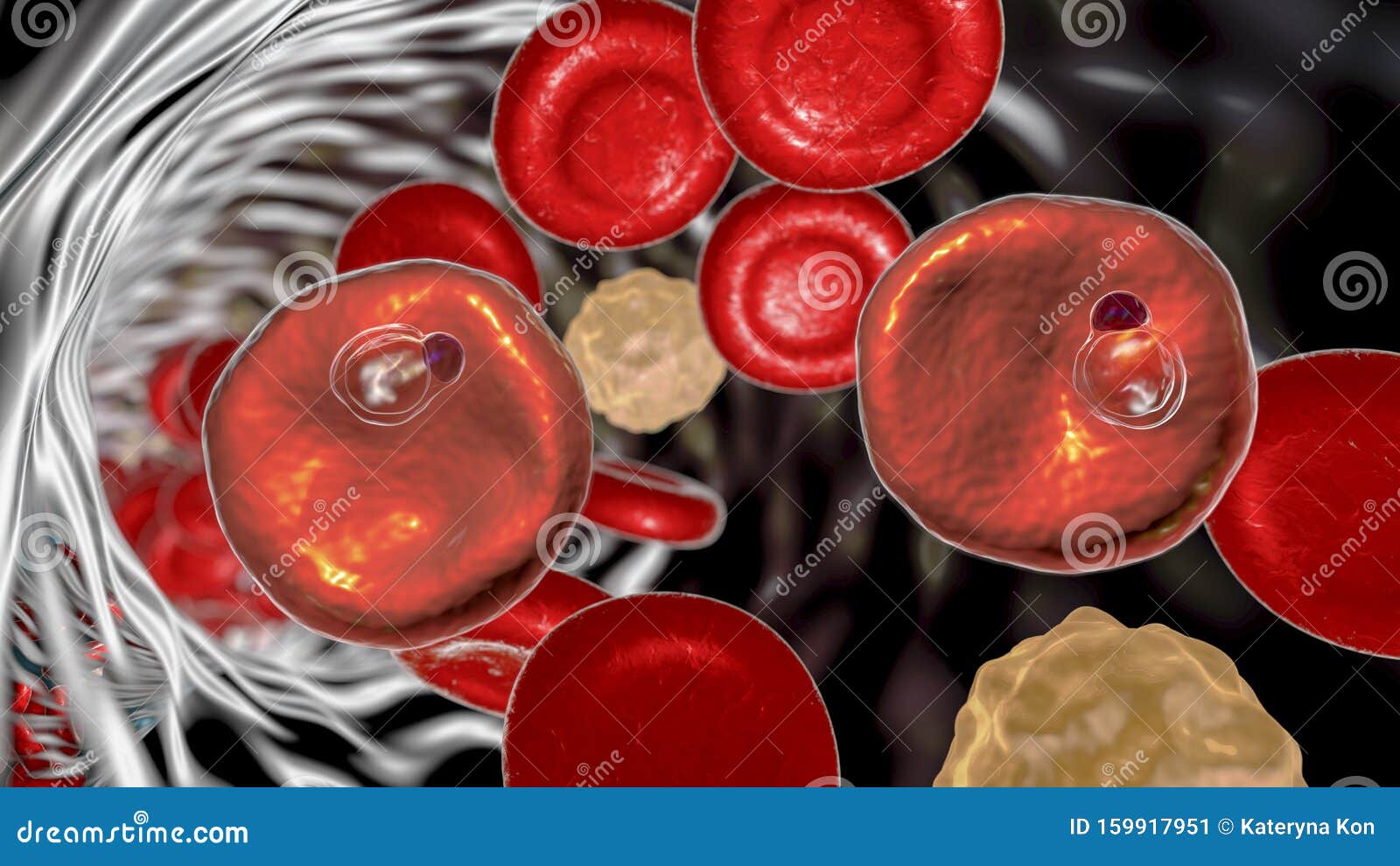 Photomicrograph of plasmodium hi-res stock photography and images - Alamy