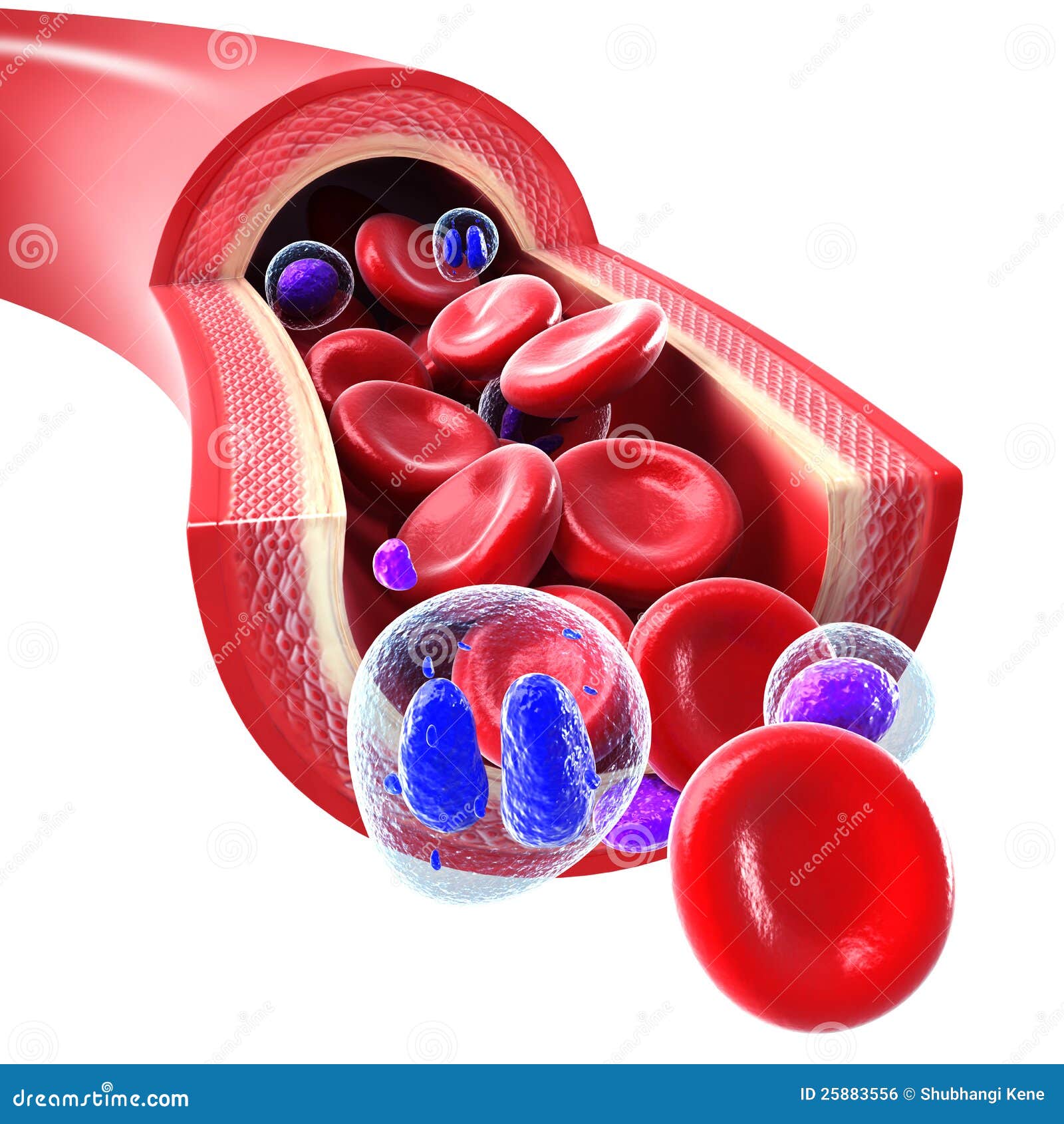 red blood cells flowing through a vein and artery