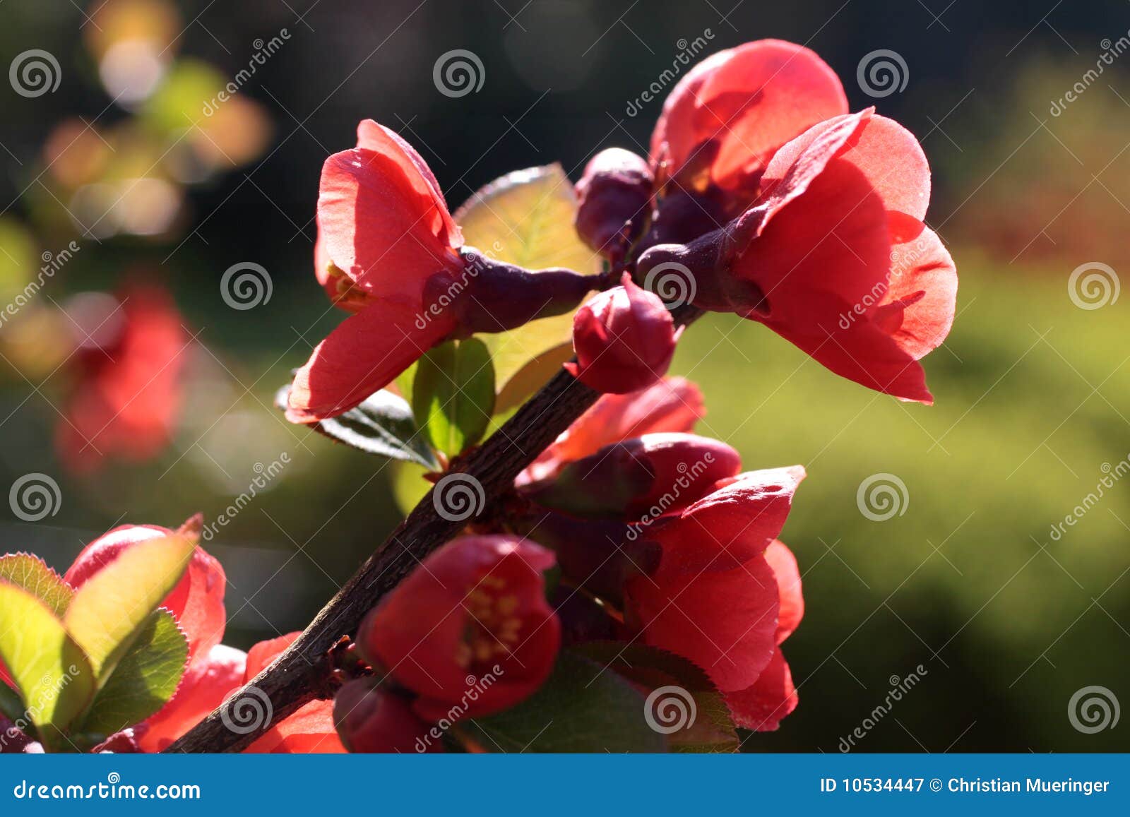 red blooms