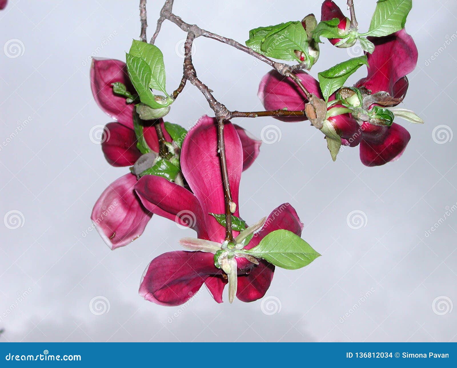 red blossom of magnolia liliiflora nigra