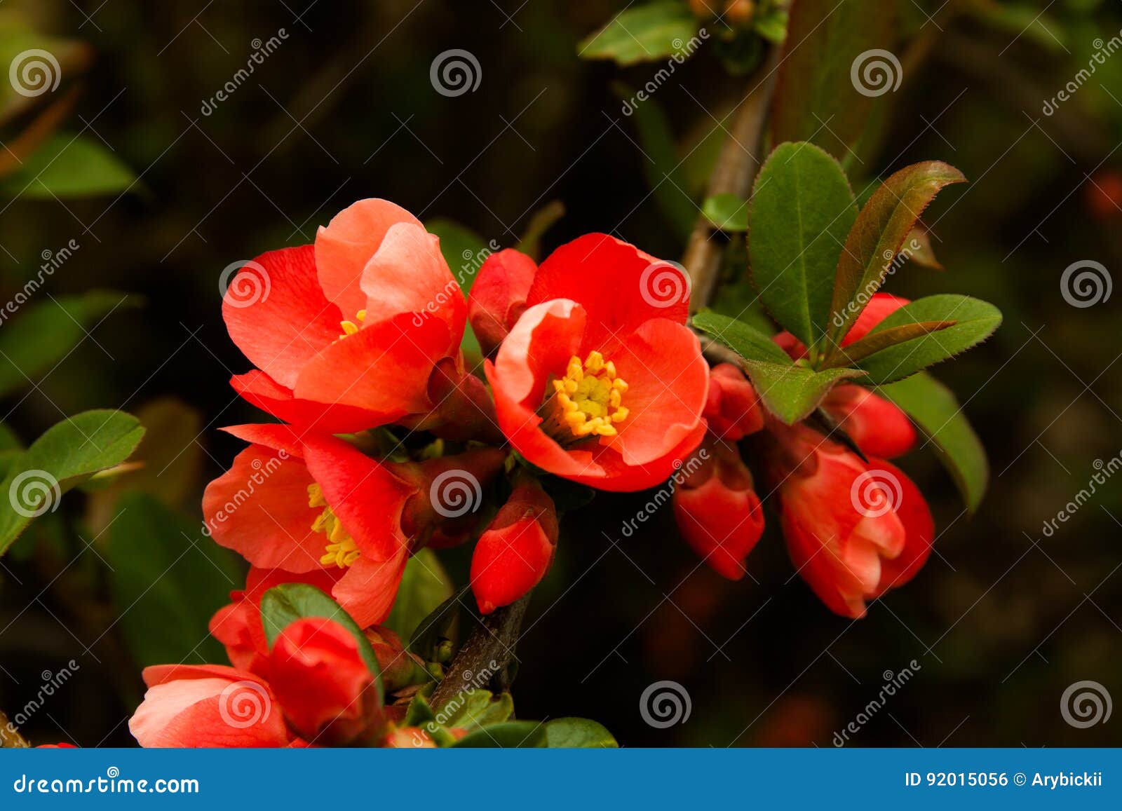 Red blossom on tree stock photo. Image of dogwood, petal 92015056