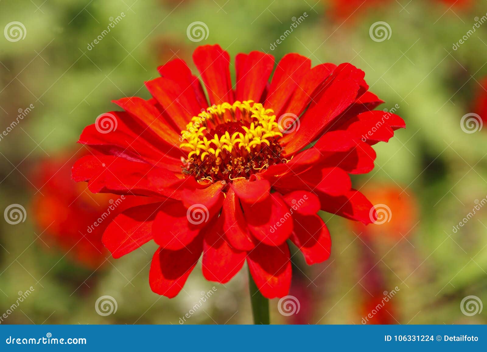 Red Gerbera flower stock photo. Image of blossom, blossoming 106331224