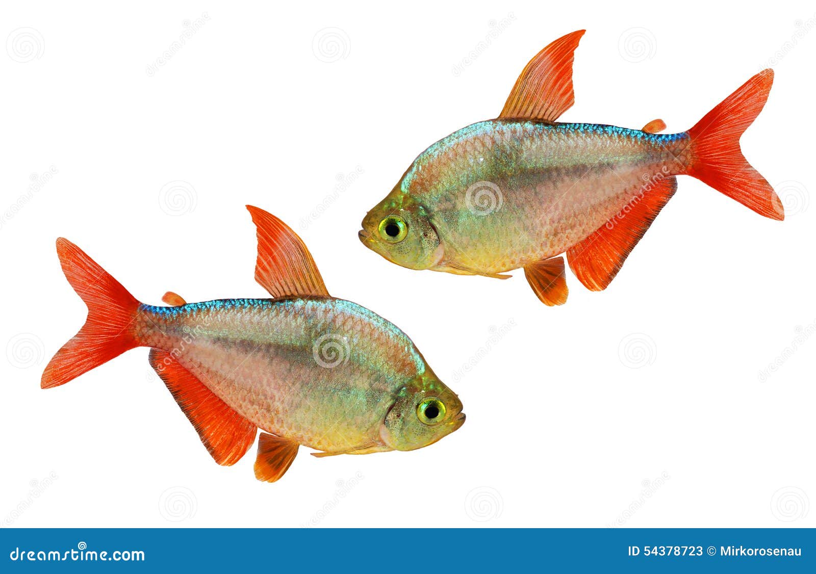 red-blue columbian tetra hyphessobrycon columbianus aquarium fish 