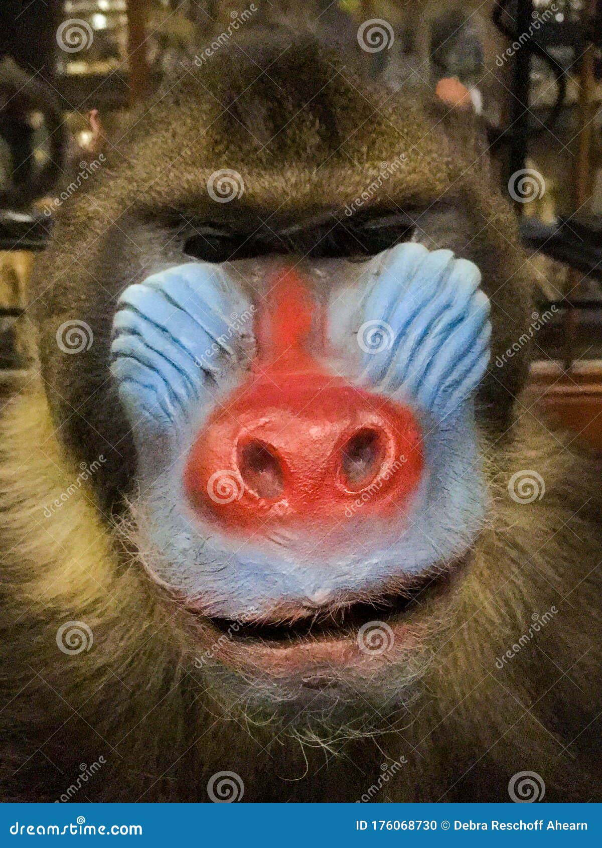 red and blue faced monkey