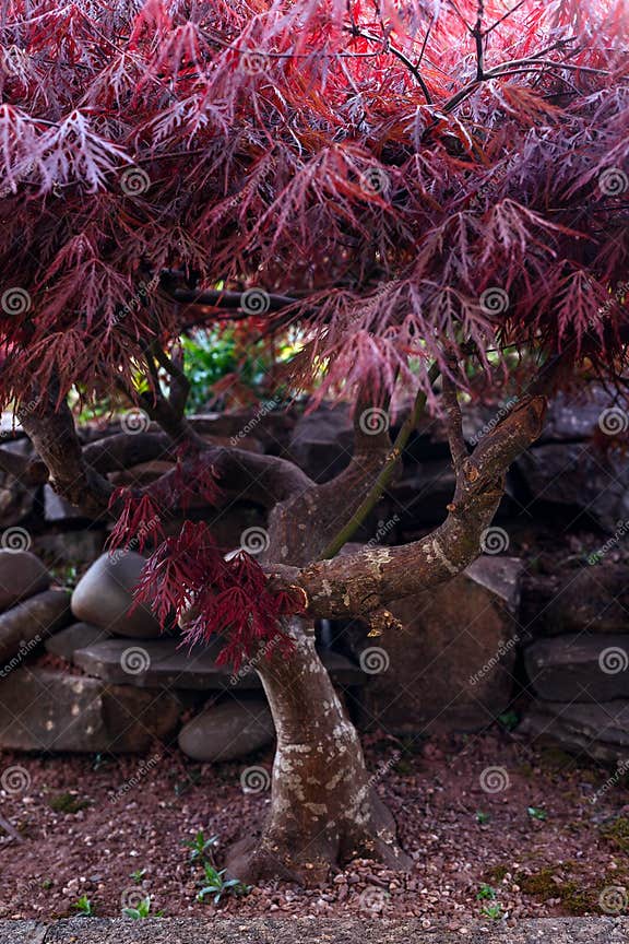 Red Blätterdach Des Weinenden Laceleaf Japanischen Ahornbaum Acer
