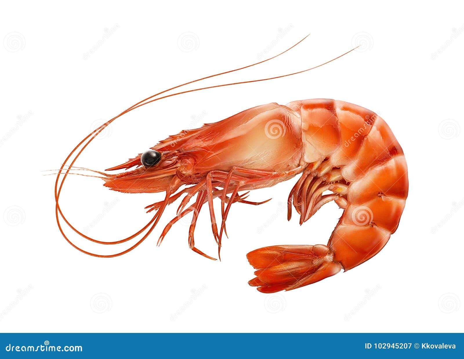 red boiled prawn or tiger shrimp  on white background