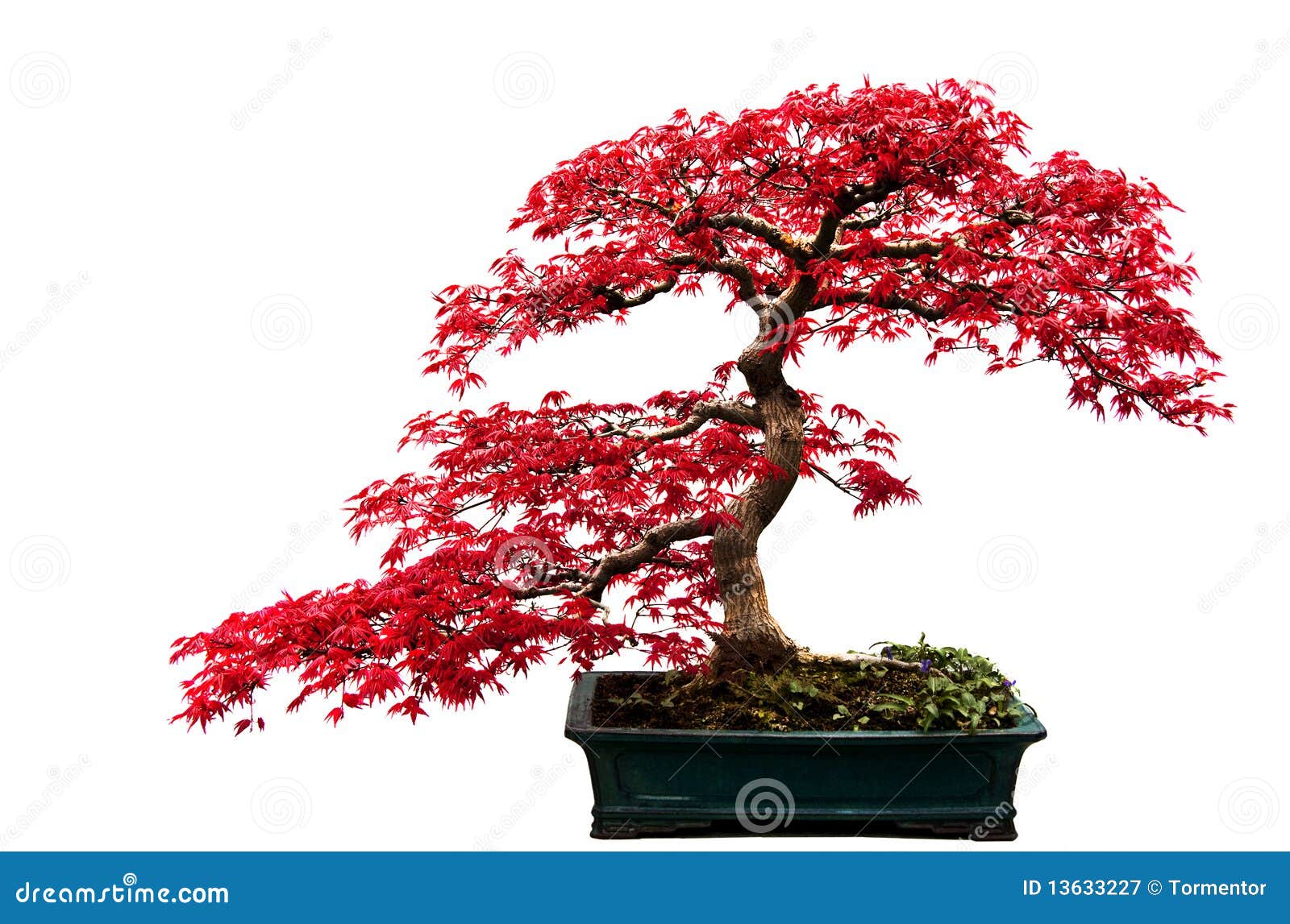 red bonsai tree