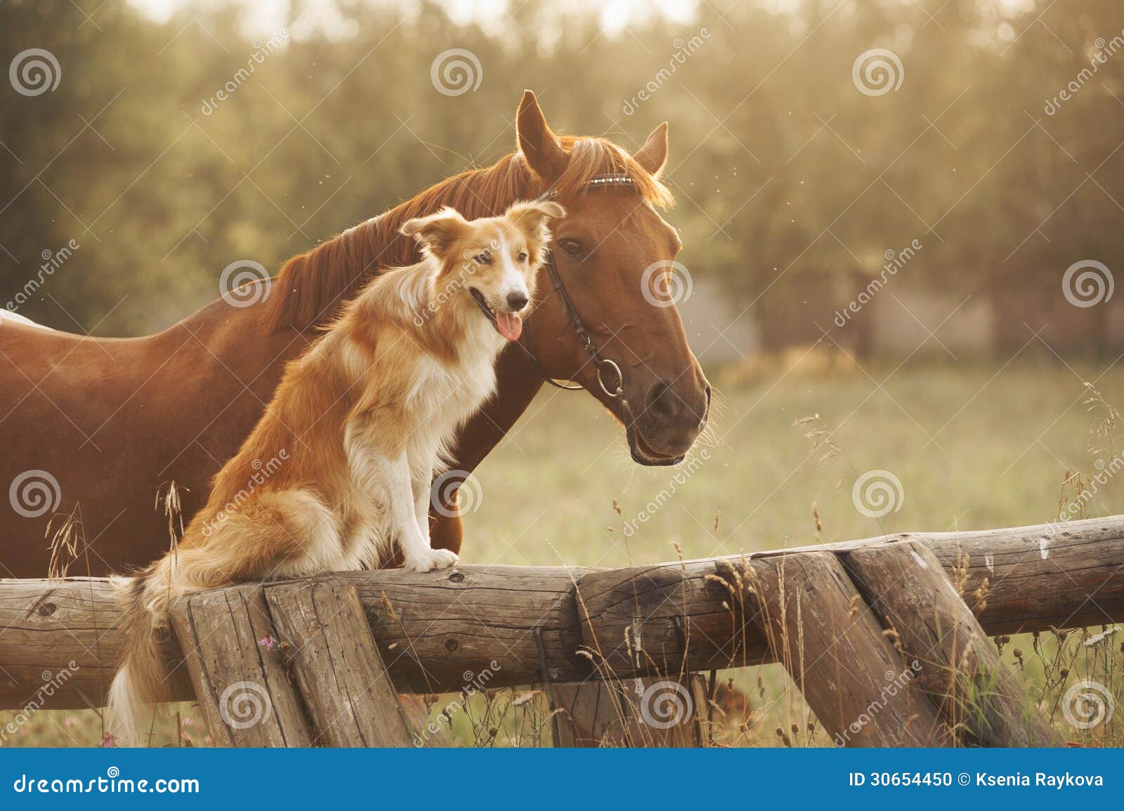 red border collie dog and horse