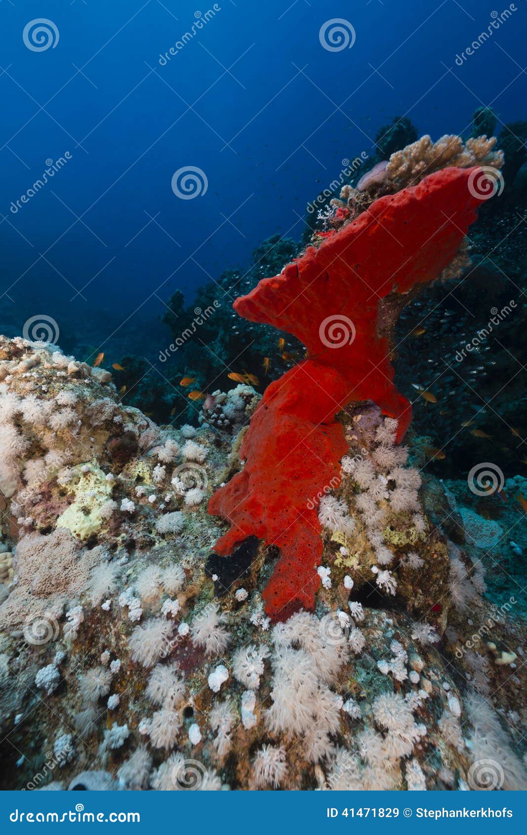 6,120 Natural Sea Sponge Stock Photos - Free & Royalty-Free Stock Photos  from Dreamstime