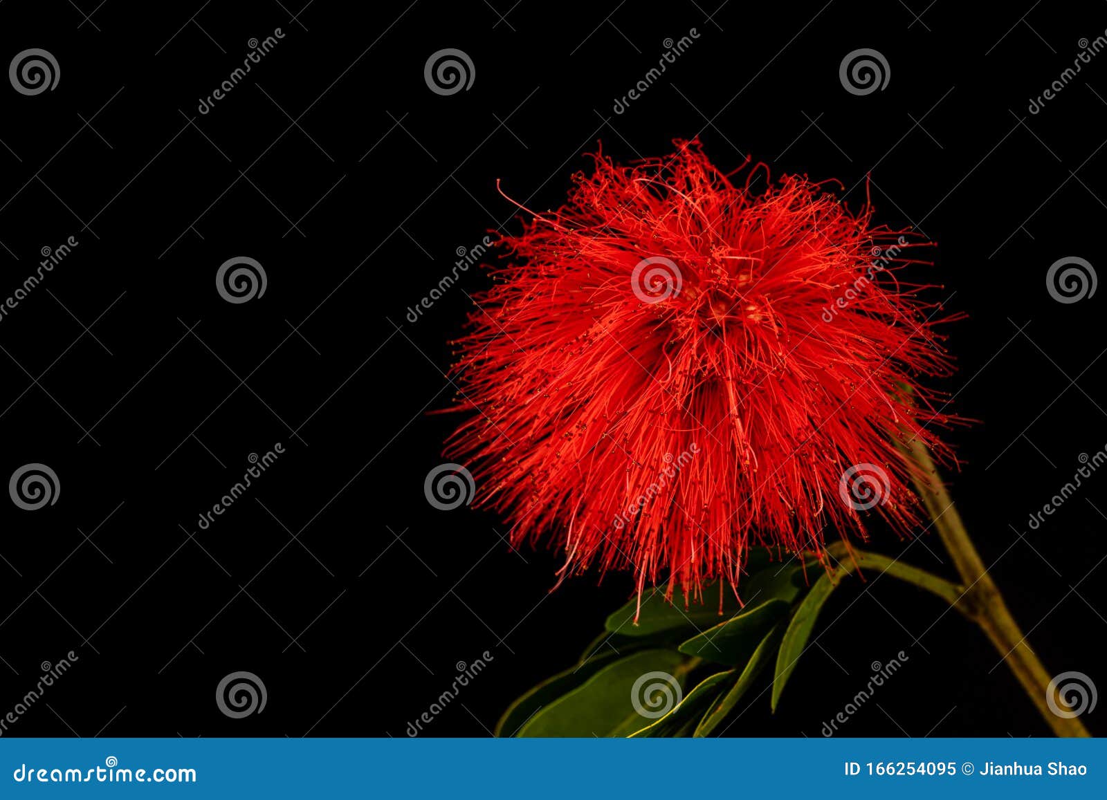 Red Bottle Brush Flower With Black Background Stock Image - Image of ...