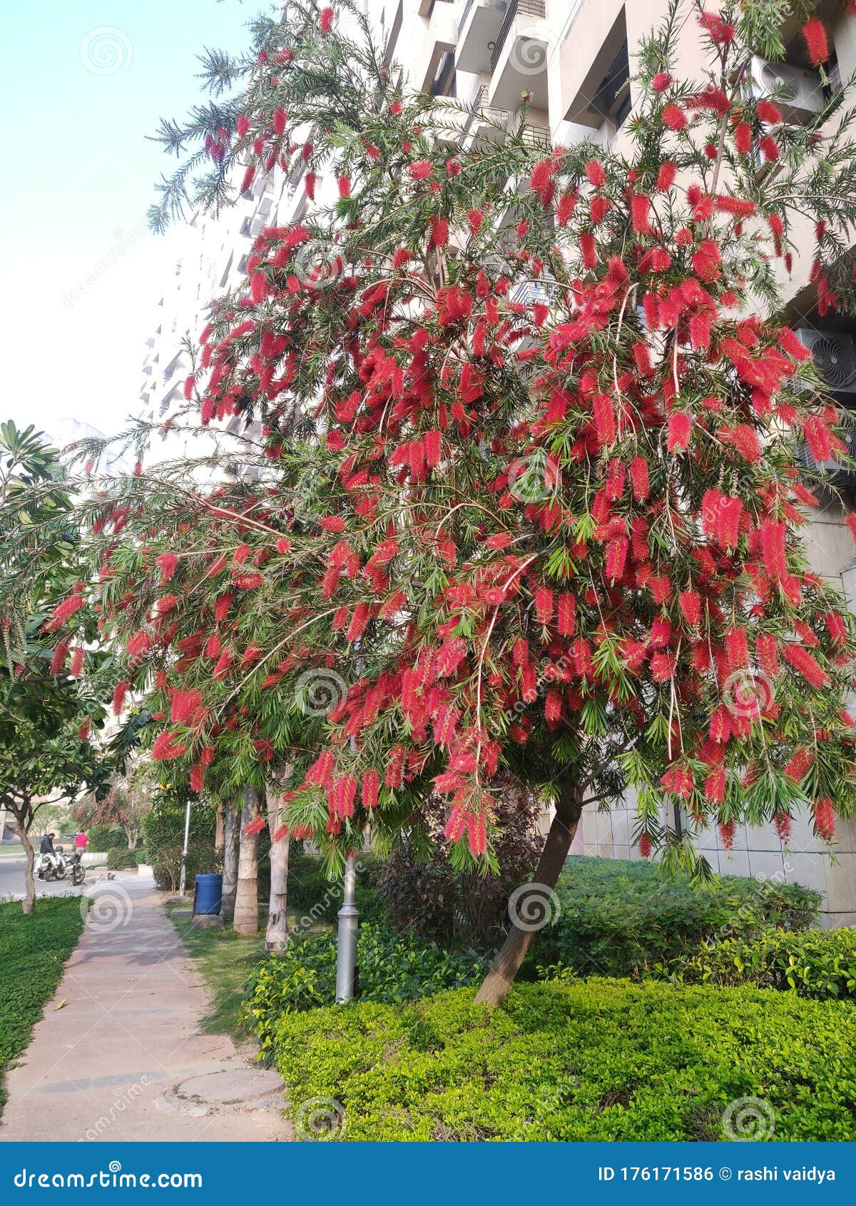 Red Bottle Brush Tree in Full Bloom Stock Photo Image of road, trees