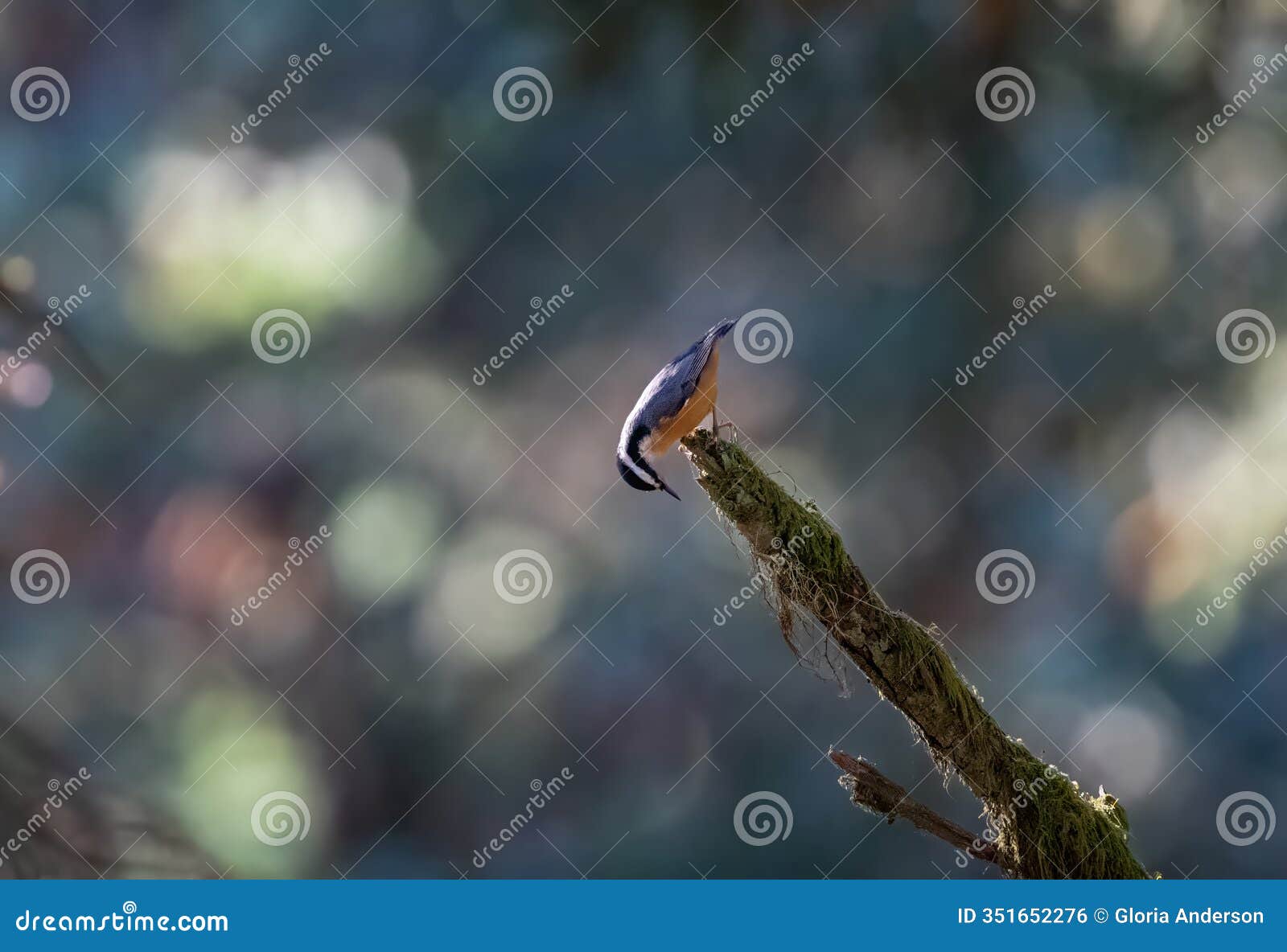 red breast nut hatch peeking over the edge of a branch