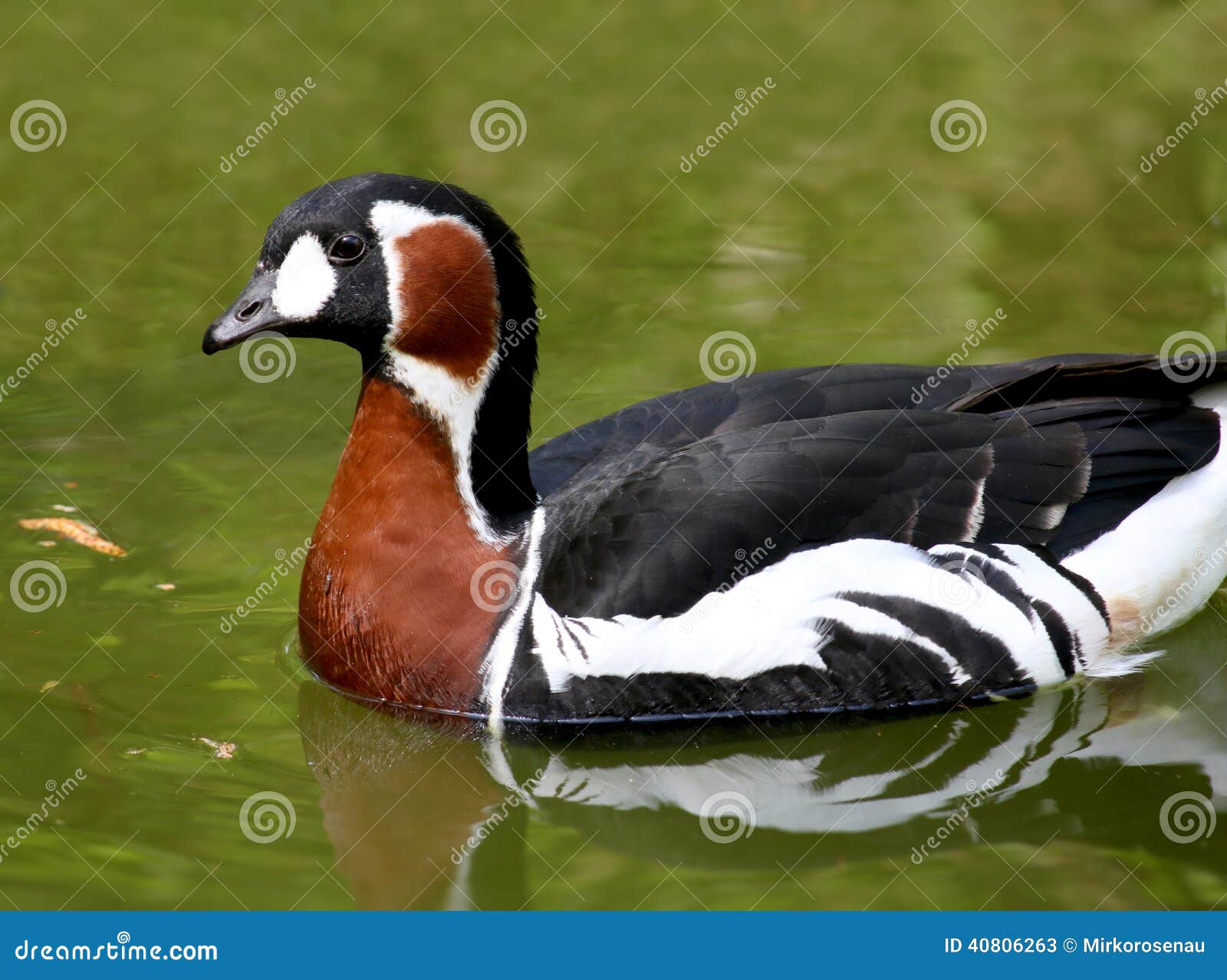 Red-Breasted Goose