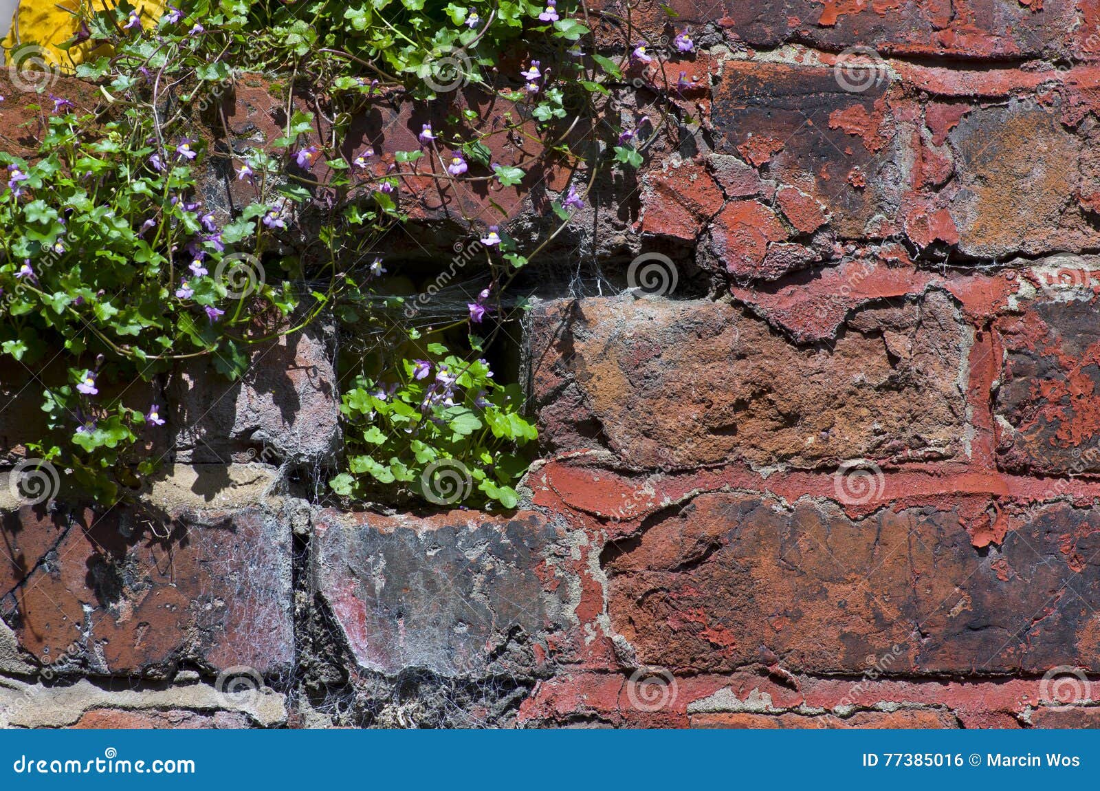 Red Brick Garden Wall, Plants. Stock Photo Image of brickwork, brick 77385016