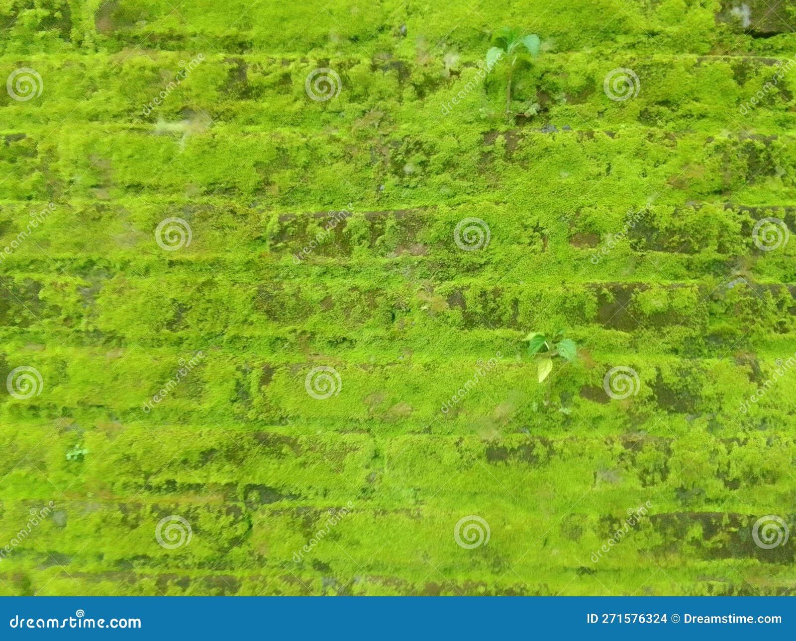 Red Brick Walls Covered with Green Moss Stock Photo Image of walls