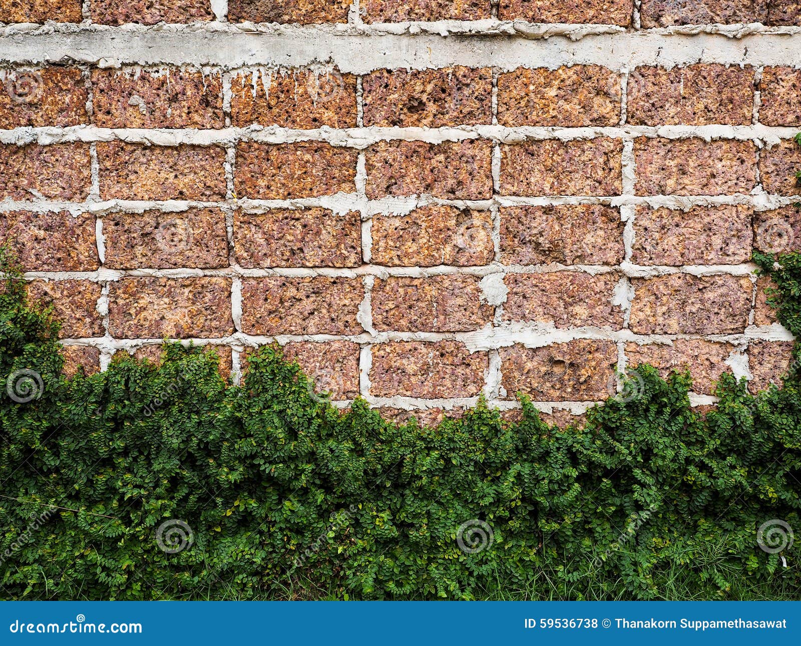 Red Brick Walls Large Blocks of Velcro Grass Clinging To the Wal Stock