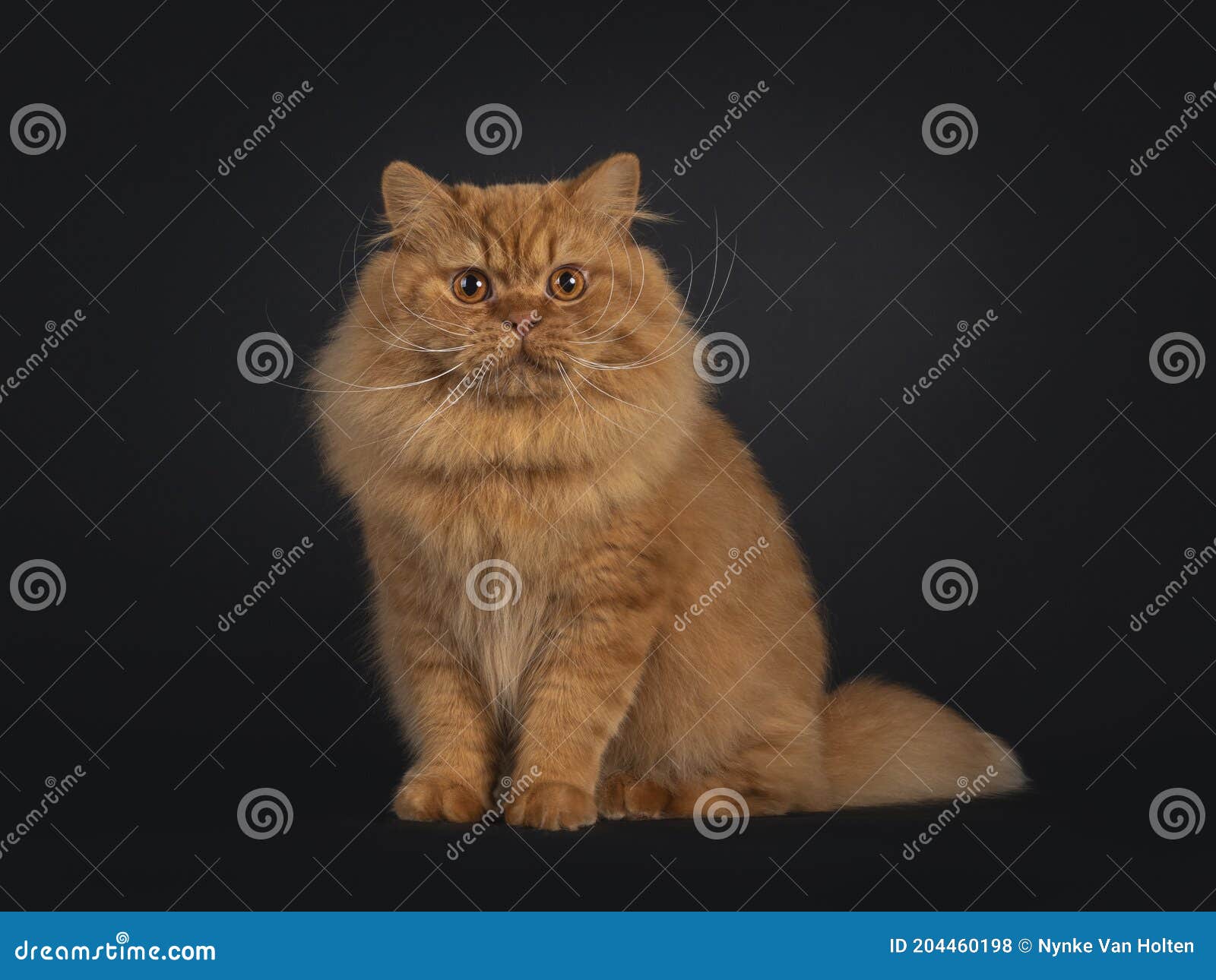 red british longhair cat on black