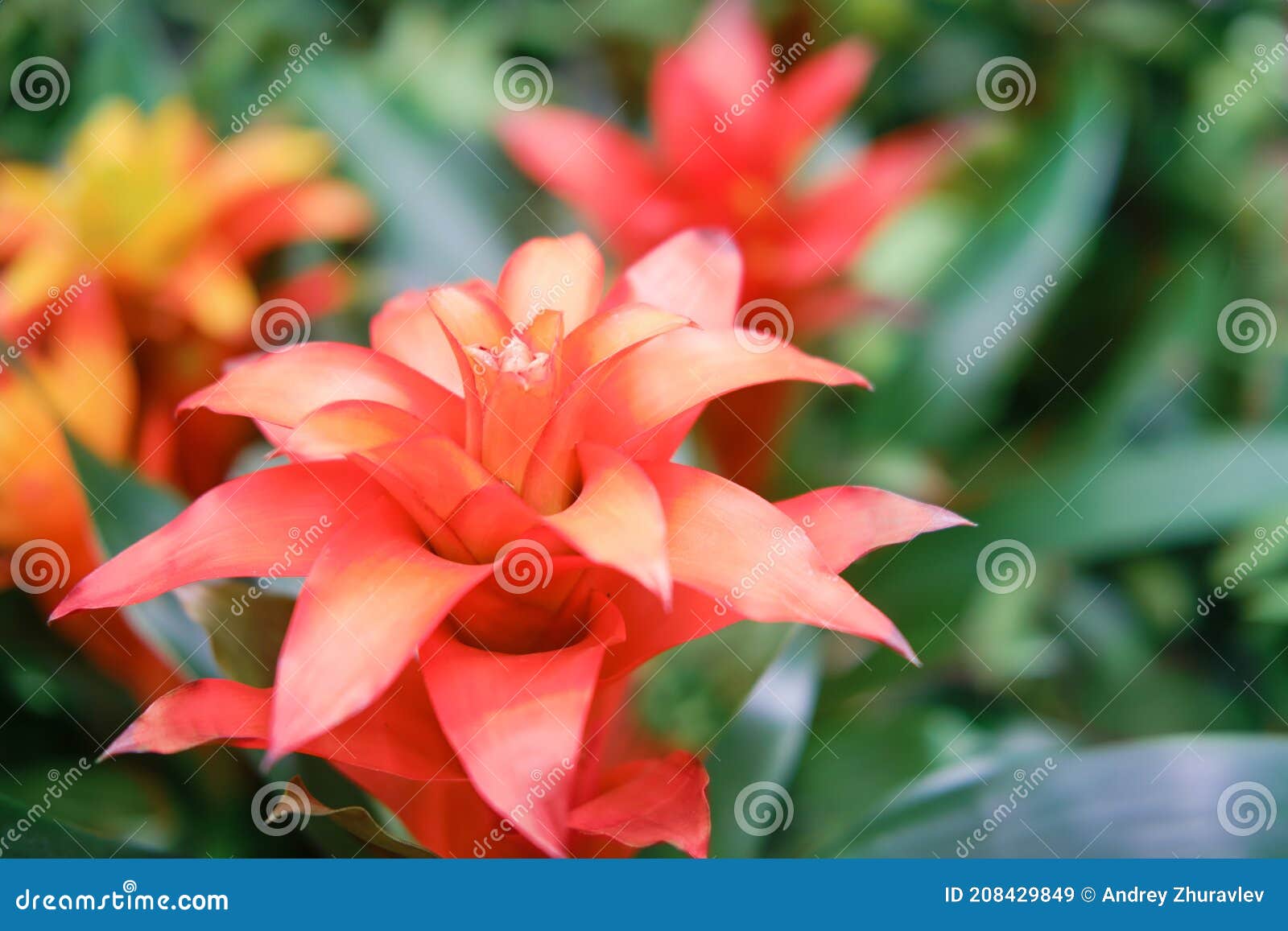 Red Bromelia Flower, Copy Space for Text. Bromelia is a Genus of Plants in  the Bromeliaceae Family that Includes about 50 Species Stock Image - Image  of decorative, garden: 208429849