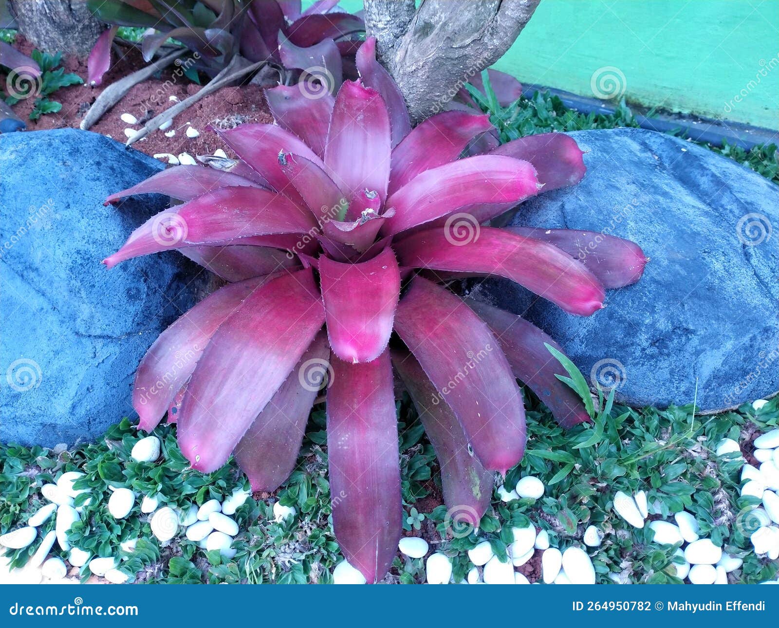 Red Bromelia Plant in a Garden Stock Photo Image of leaf, food 264950782