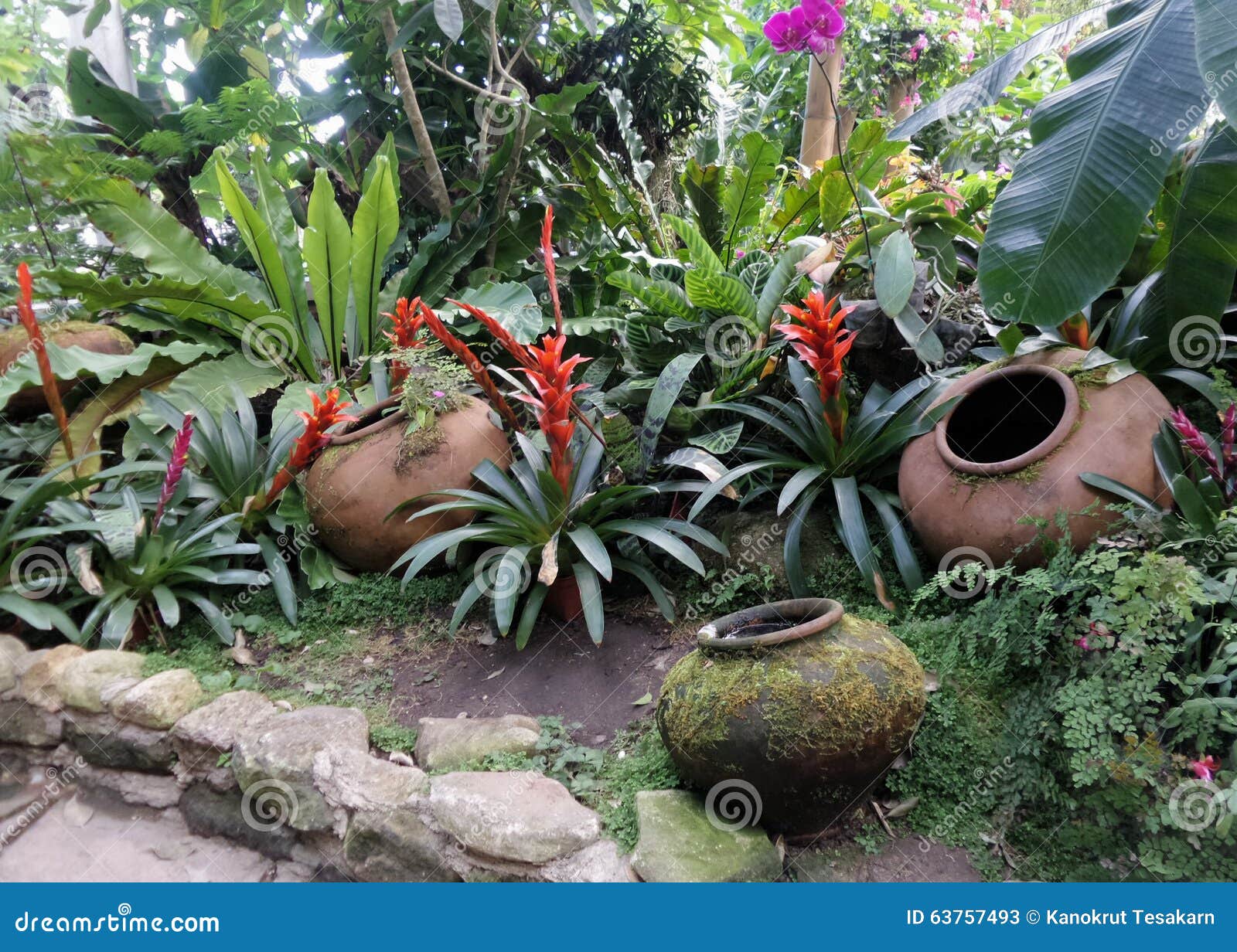Red Bromeliads And Cold Clear Water In Garden Clay Jar Stock Image - Image of beautiful ... Red Bromeliads And Cold Clear Water In Garden Clay Jar Stock Image - Image of beautiful ... on Landscape Design With Bromeliads
id=38295