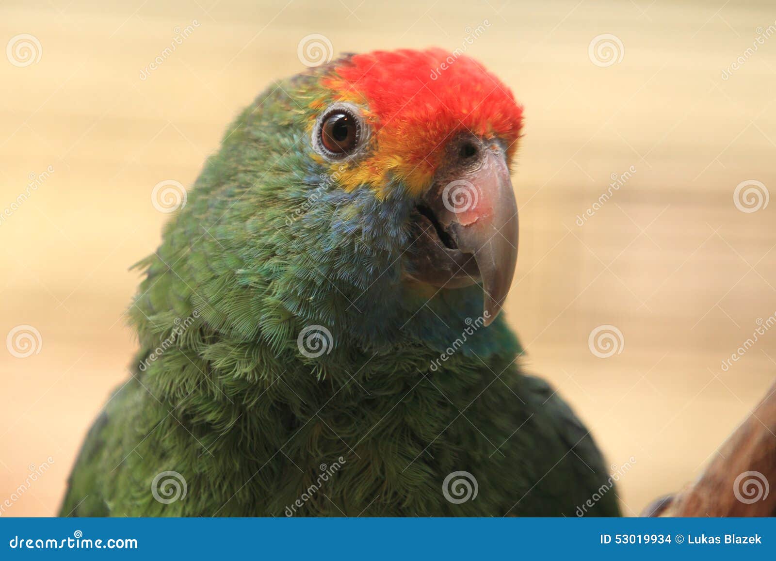 Redbrowed amazon stock photo. Image of forest, amazon 53019934