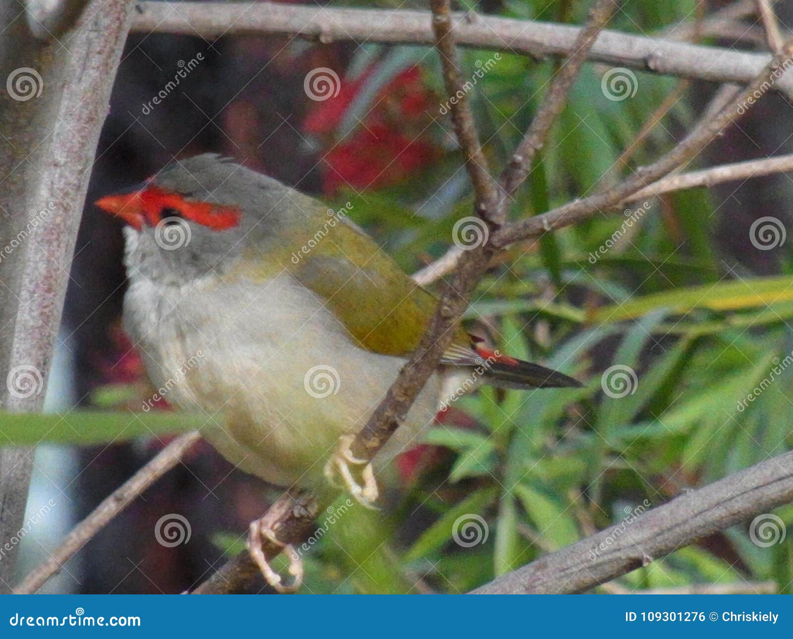 red browed finch