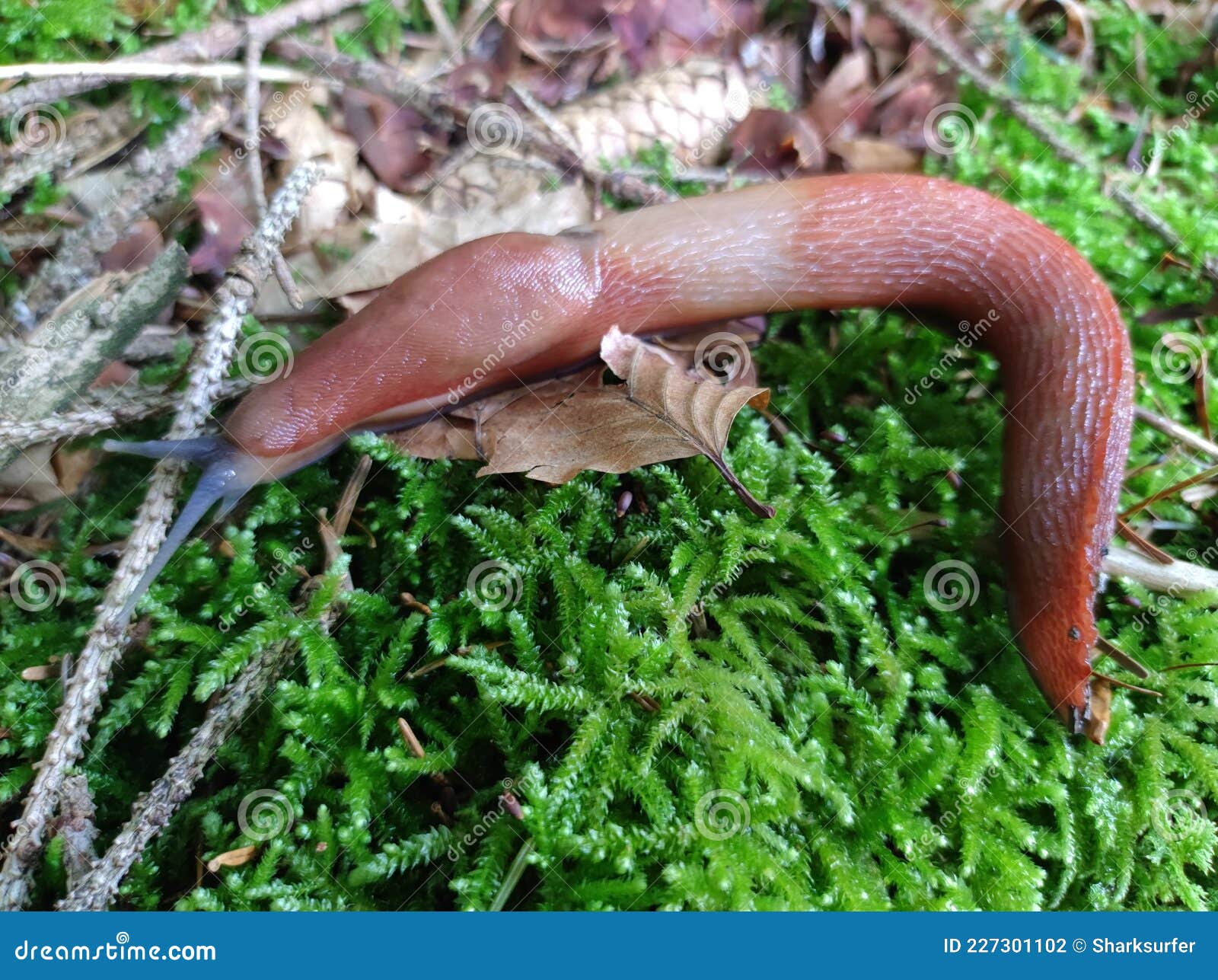 red-brown slug in woodland