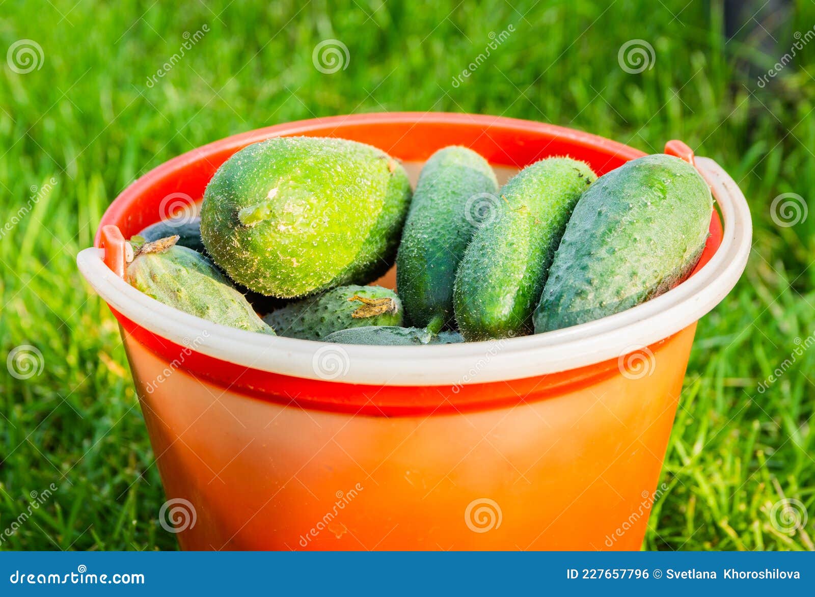 The Red Bucket is Full of Harvested Fresh Green Cucumbers Stock Photo