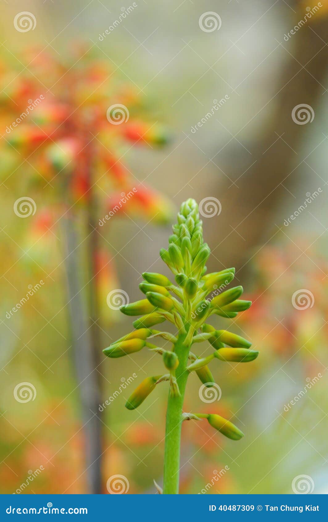 Red Budding Plant Stock Image Image Of Nature Macro 40487309