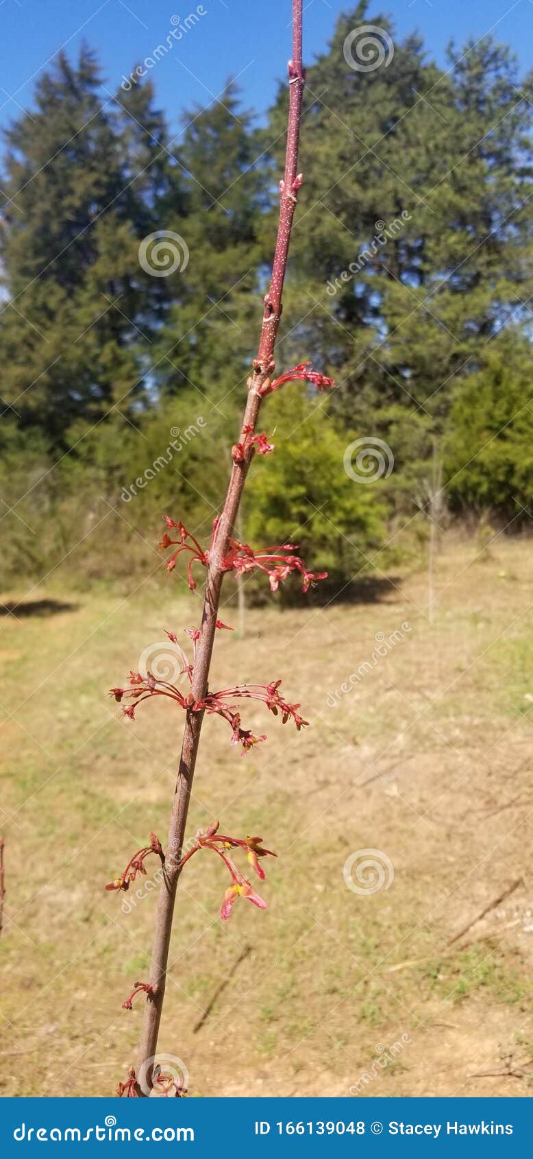 Red Budding Trees stock photo. Image of trees, young 166139048