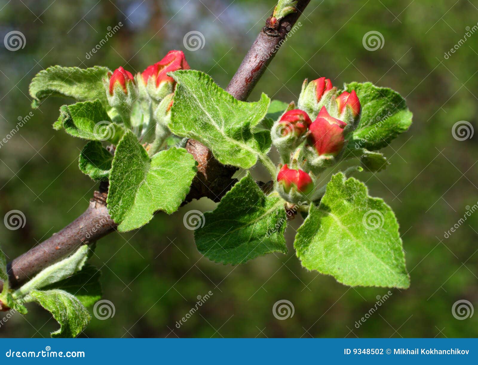 Red buds on appletree stock photo. Image of garden, branch 9348502