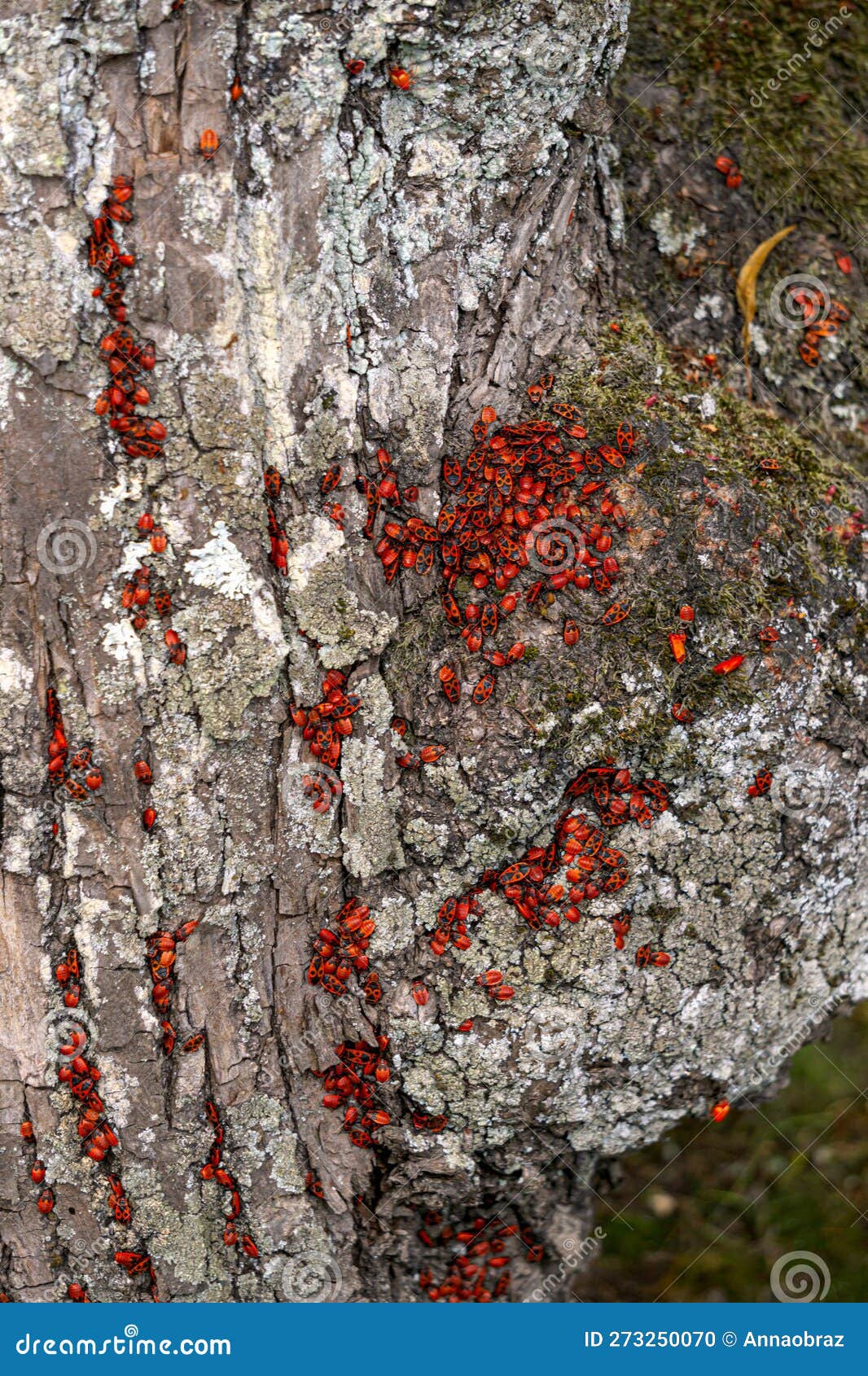 Red Bugs Crawl on the Bark of a Tree. Stock Photo Image of wood