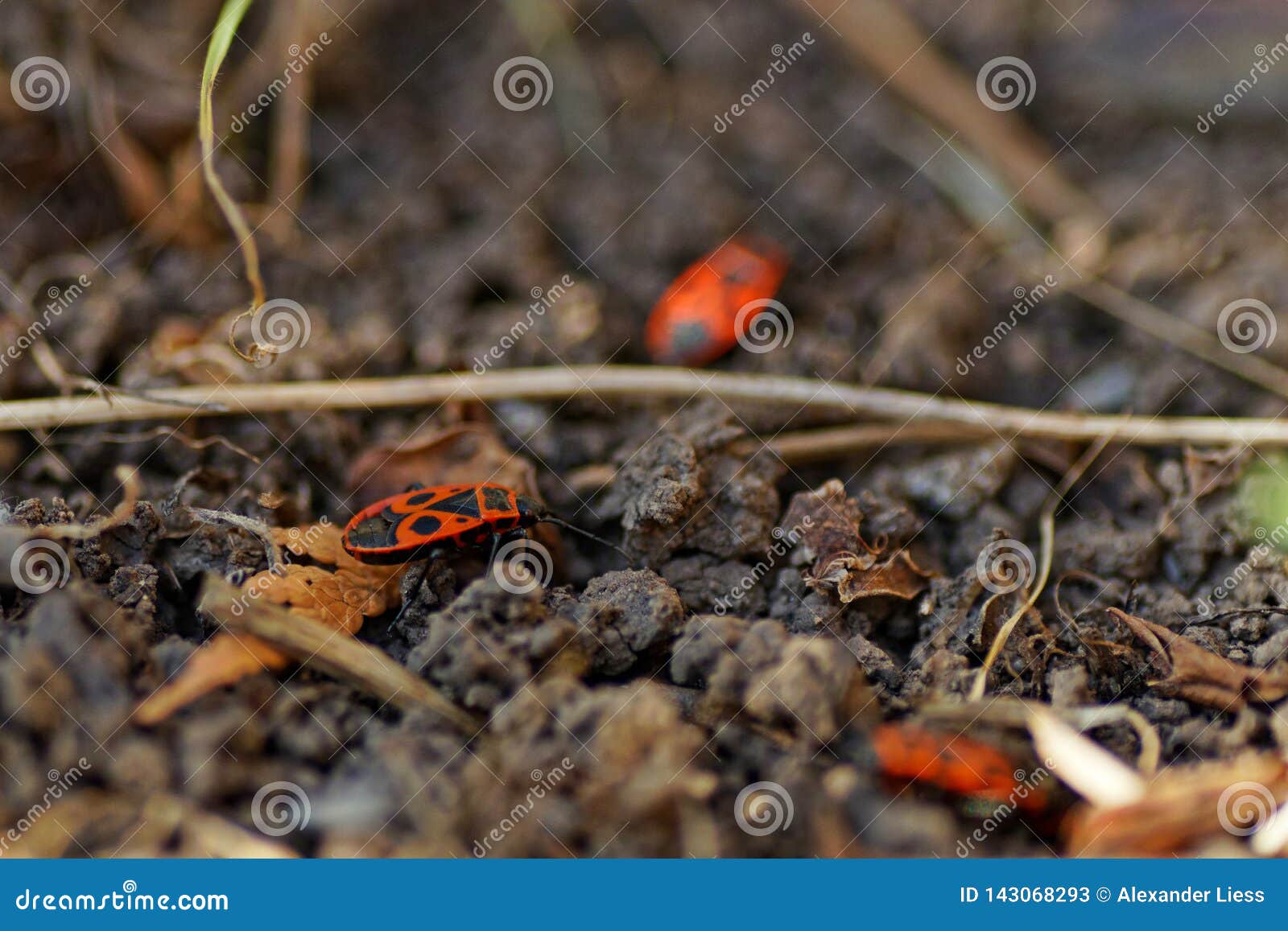 Red Bugs In The Garden In Spring Stock Image Image Of Park