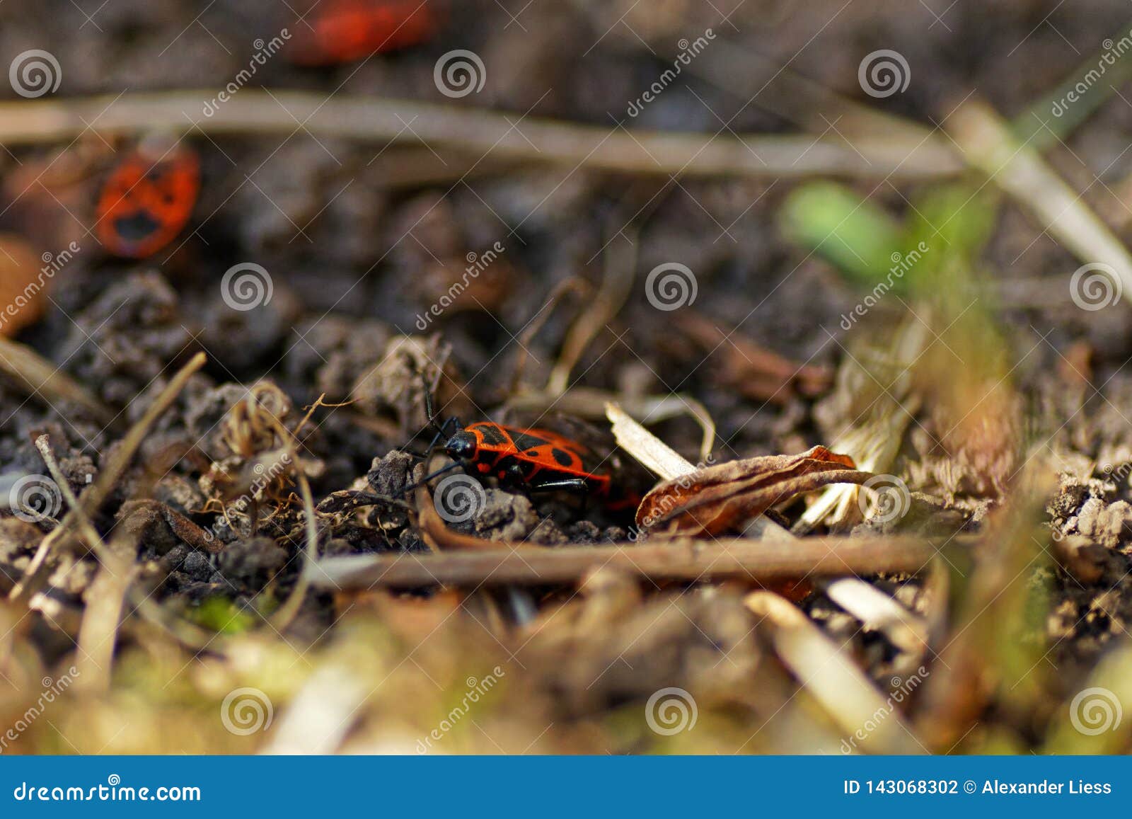 Red Bugs In The Garden In Spring Stock Photo Image Of