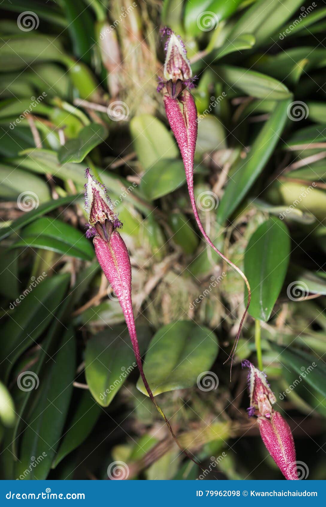 Red Bulbophyllum Flower Orchid. Stock Photo - Image of heterocarpum,  orchid: 79962098