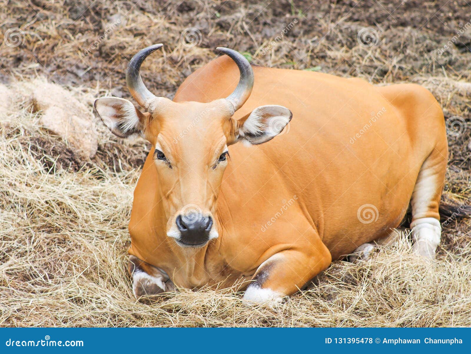 red bull or bos javanicus sitting on pile of dry straw ,natural animal background