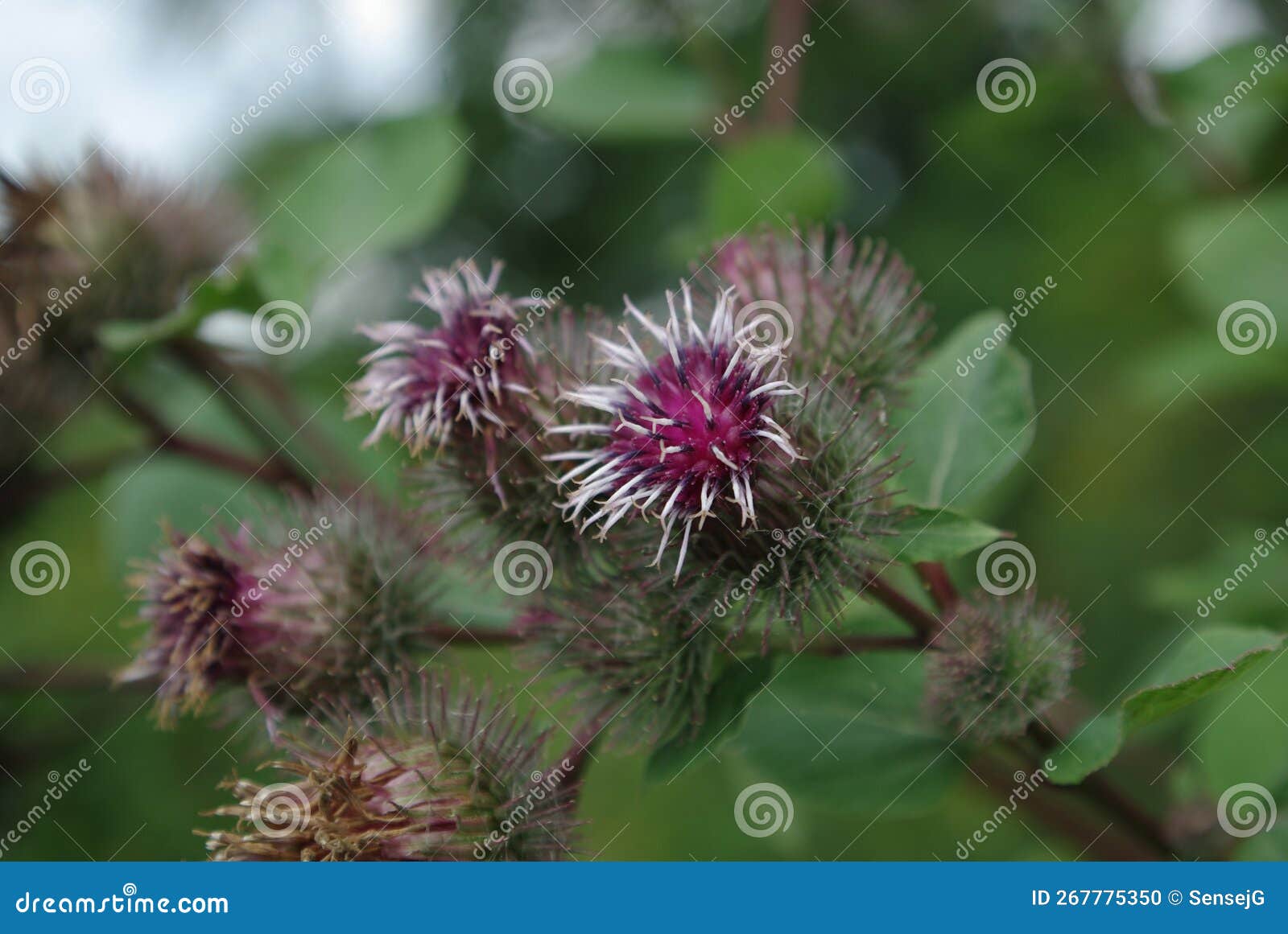 velcro Plant Bushes - a Royalty Free Stock Photo from Photocase