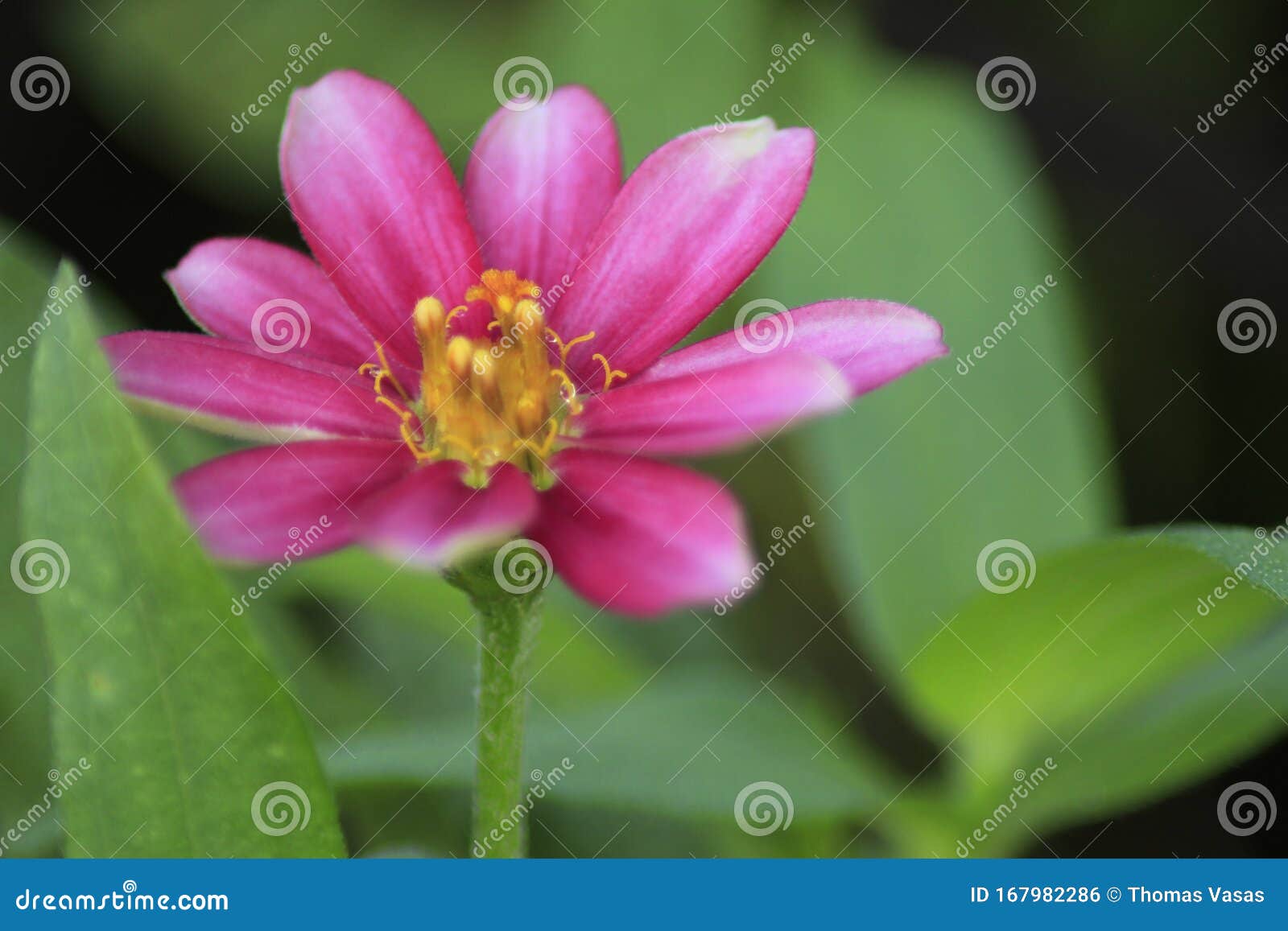 The Red Burgandy Flower In The Gardens Stock Photo Image Of