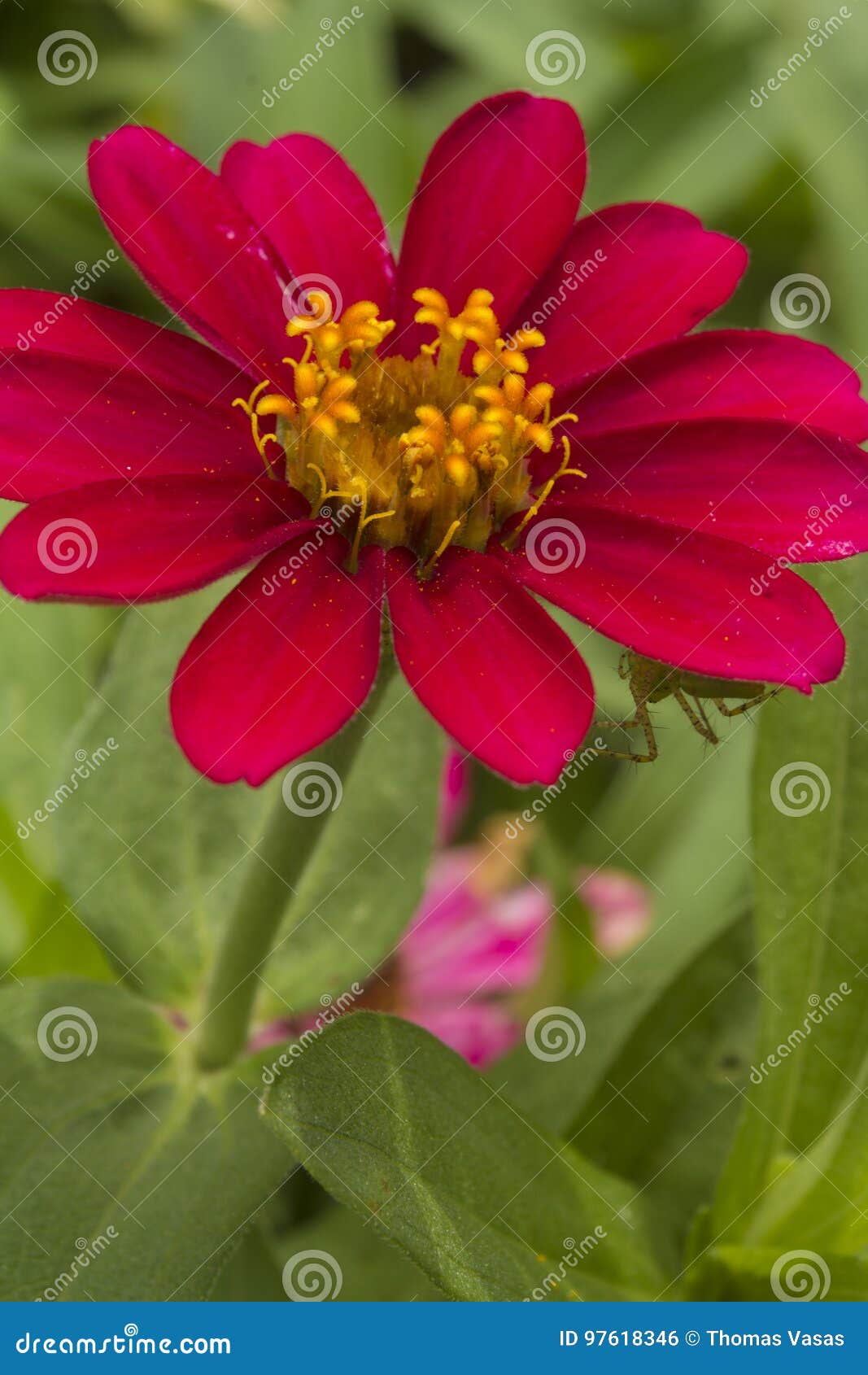 The Red Burgandy Flower Stock Photo Image Of Flowers 97618346