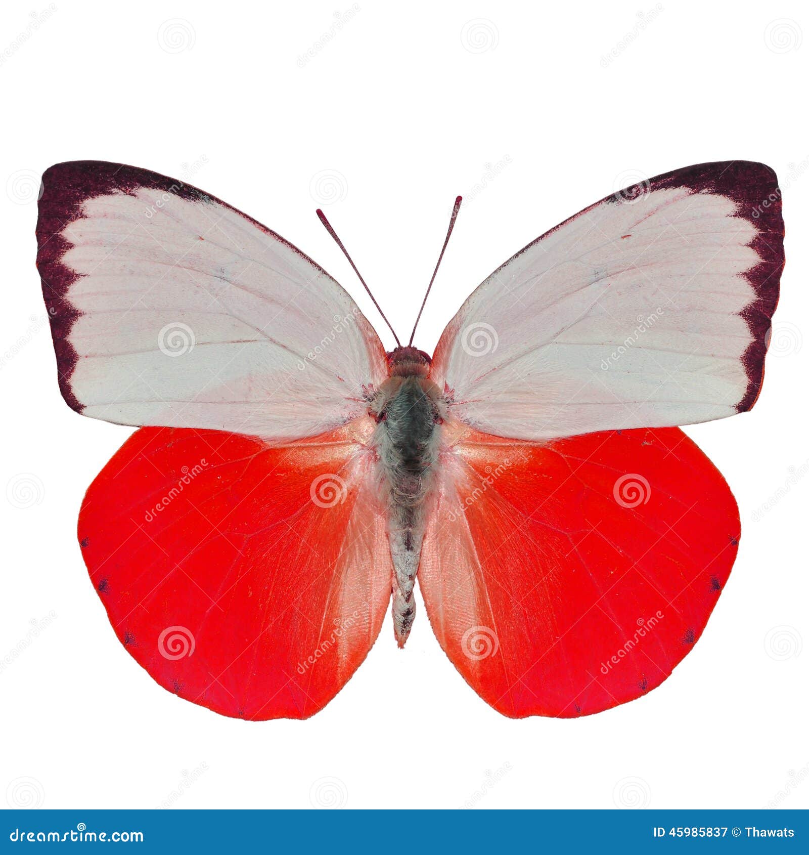 Red Fake Butterfly Isolated Stock Photo - Download Image Now - Art