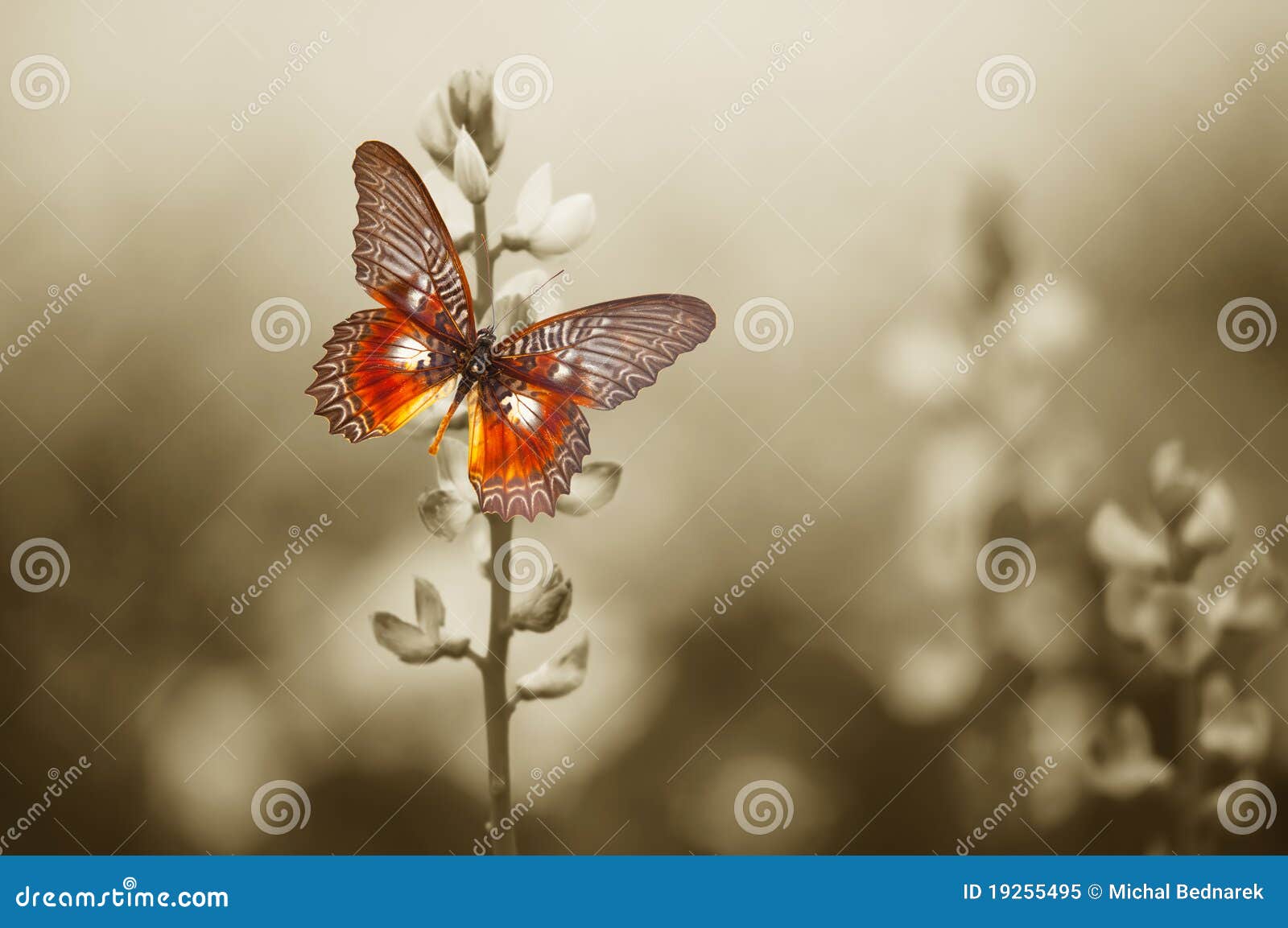 a red butterfly on the moody field