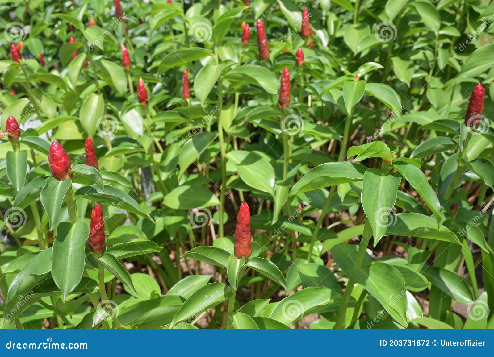 what should i plant with red button ginger what should i plant with red button ginger