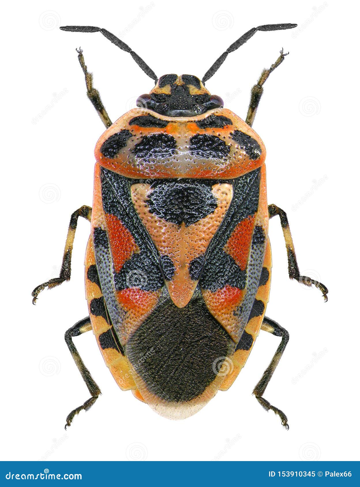 Red Cabbage Bug or Shield Bug Stock Image Image of entomology