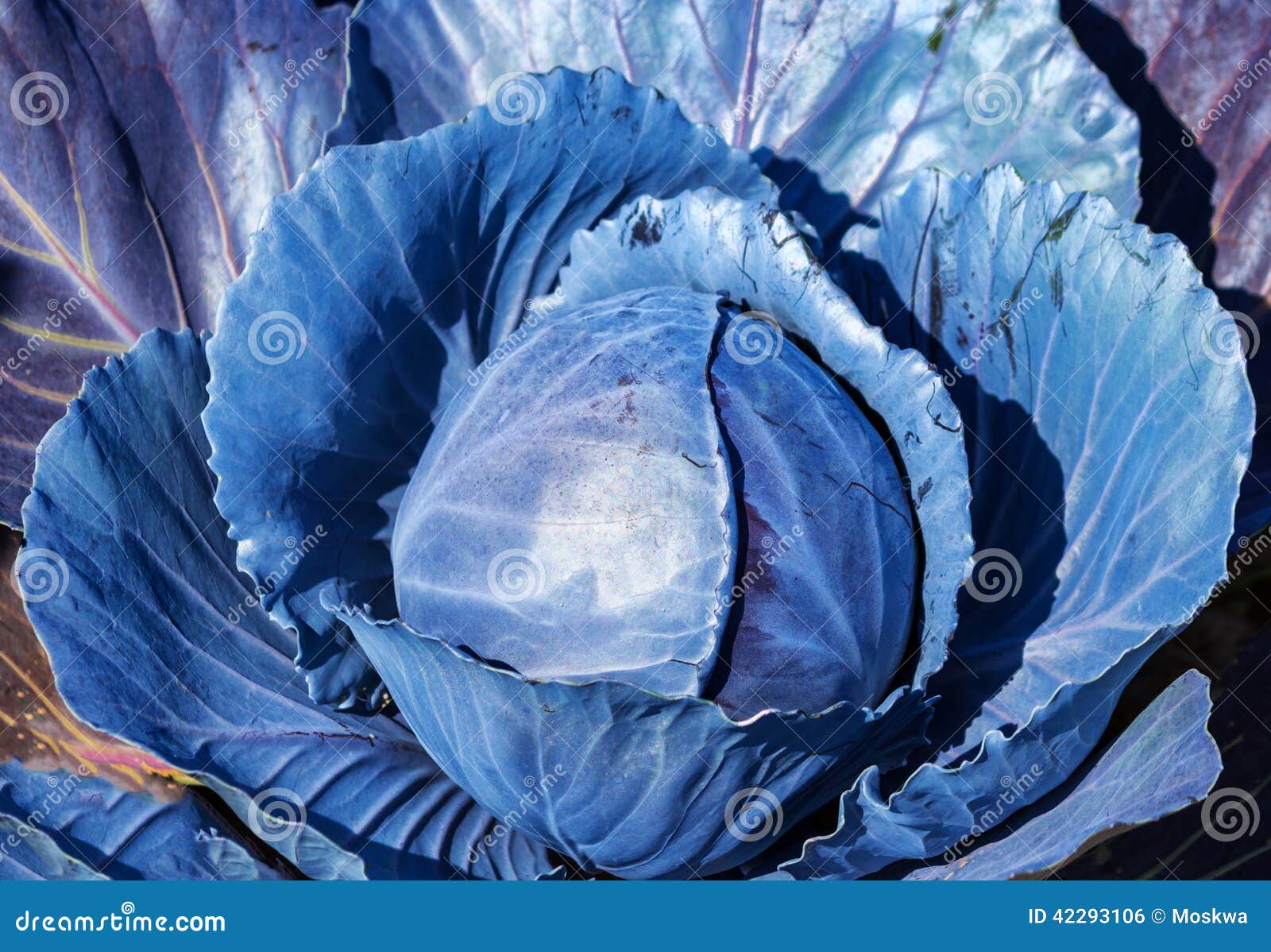 Red cabbage plant stock photo. Image of organic, agriculture 42293106