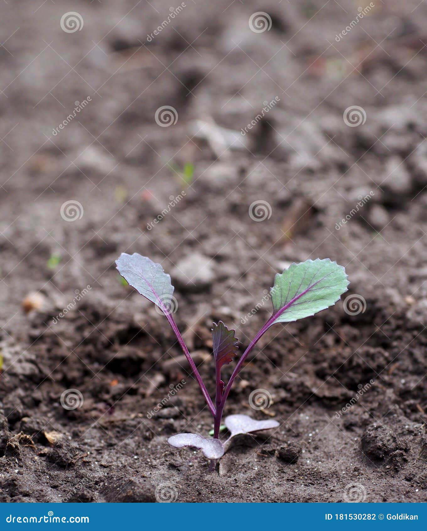 Red Cabbage Sprout Planted in Open Soil Stock Photo Image of soil