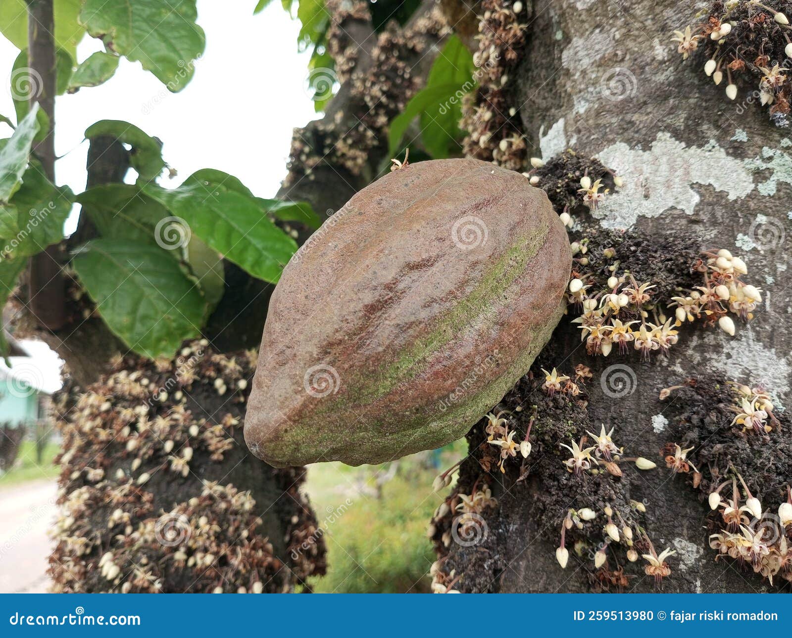 Red cacao fruit at plant stock photo. Image of green 259513980