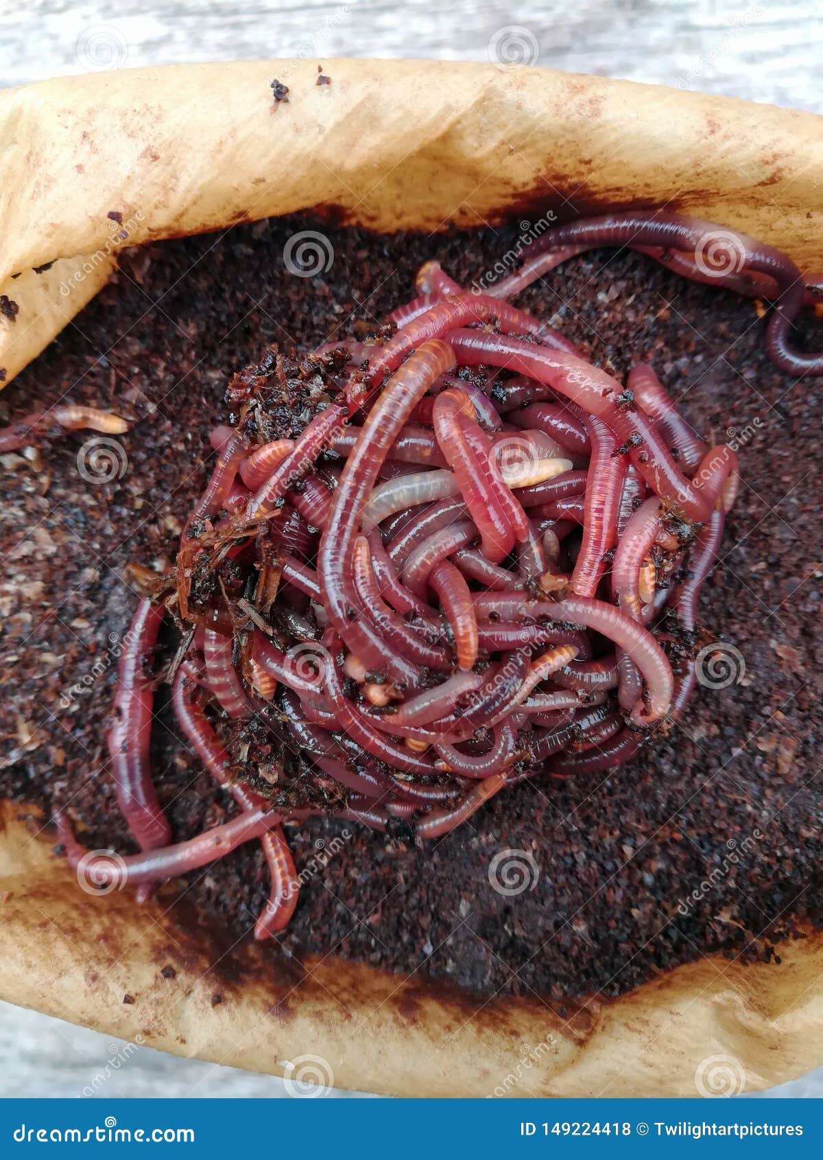 download red worm composting download red worm composting