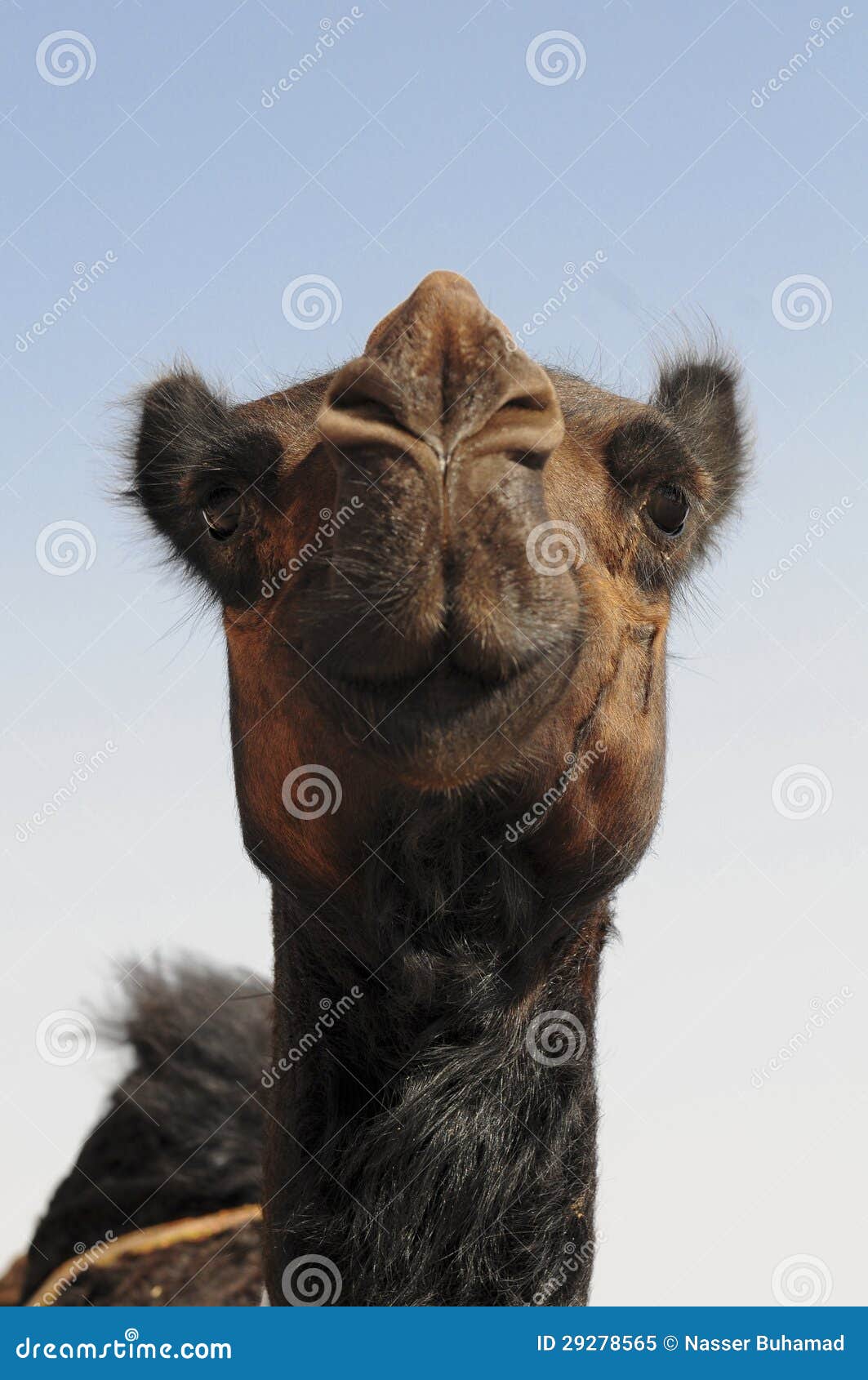 Red camels stock image. Image of east, orient, camels - 29278565